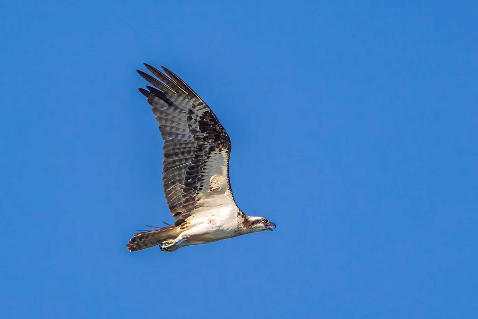 Osprey flying with wings extended and the sky in the background.