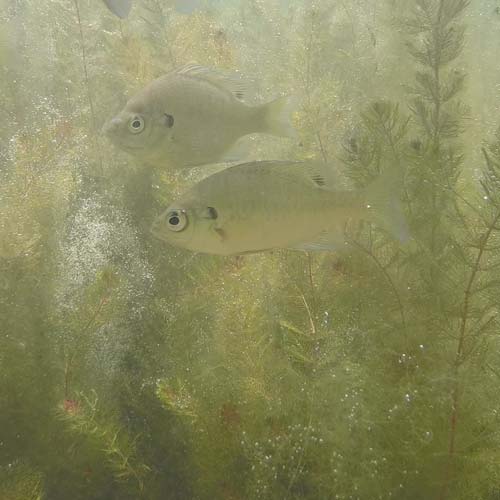 An underwater view of fish.