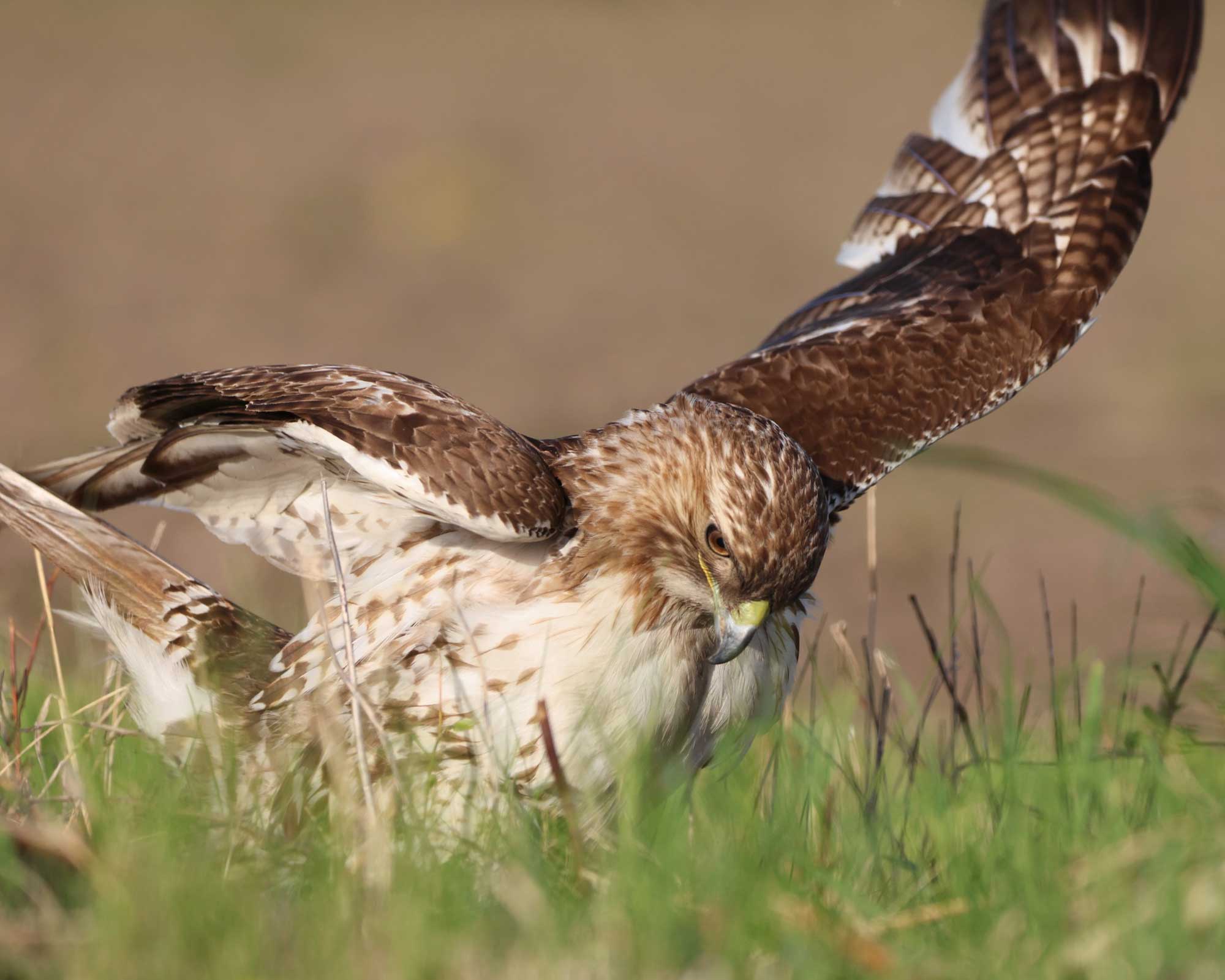 Red-tailed hawk standing in grass with wings extended.