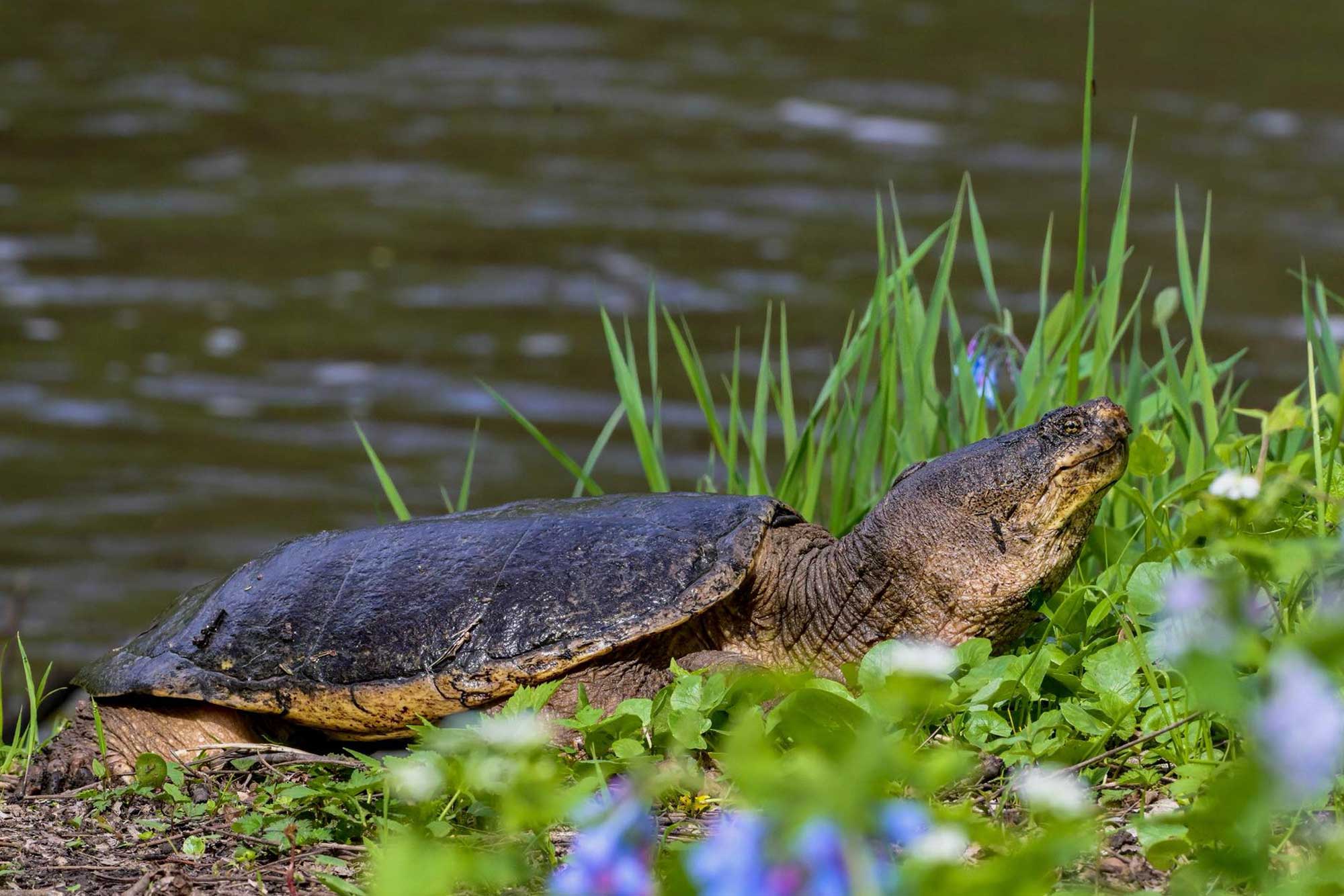 Snapping turtle sitting on the shoreline with vegetation and water in the background.