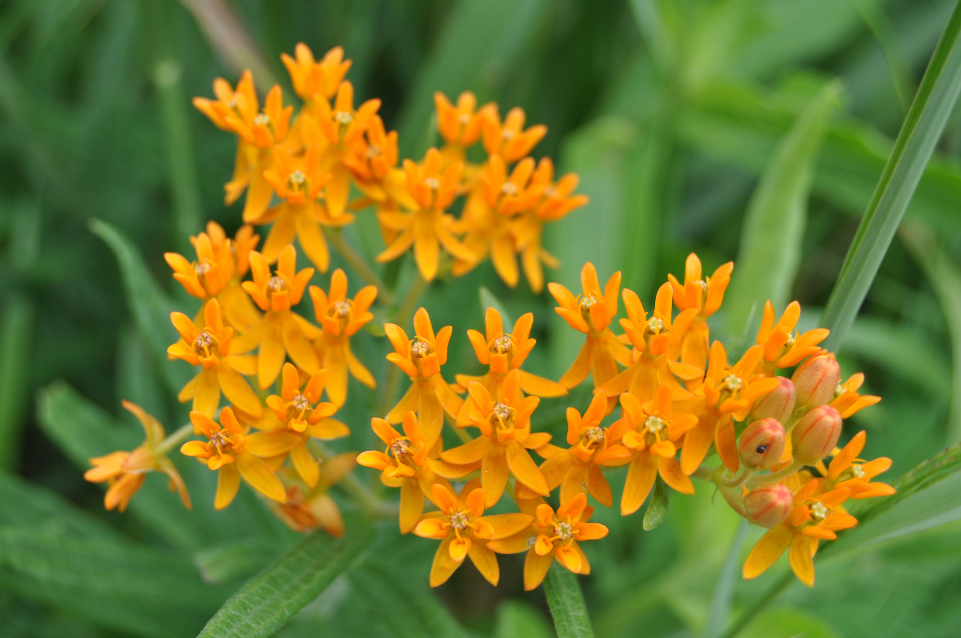 Flora-Butterfly_Milkweed-SCP-GPK-July-2016_0064.jpg