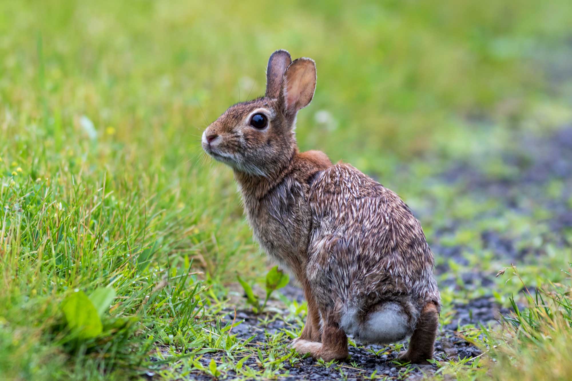 Five fast facts about prolific cottontail rabbits