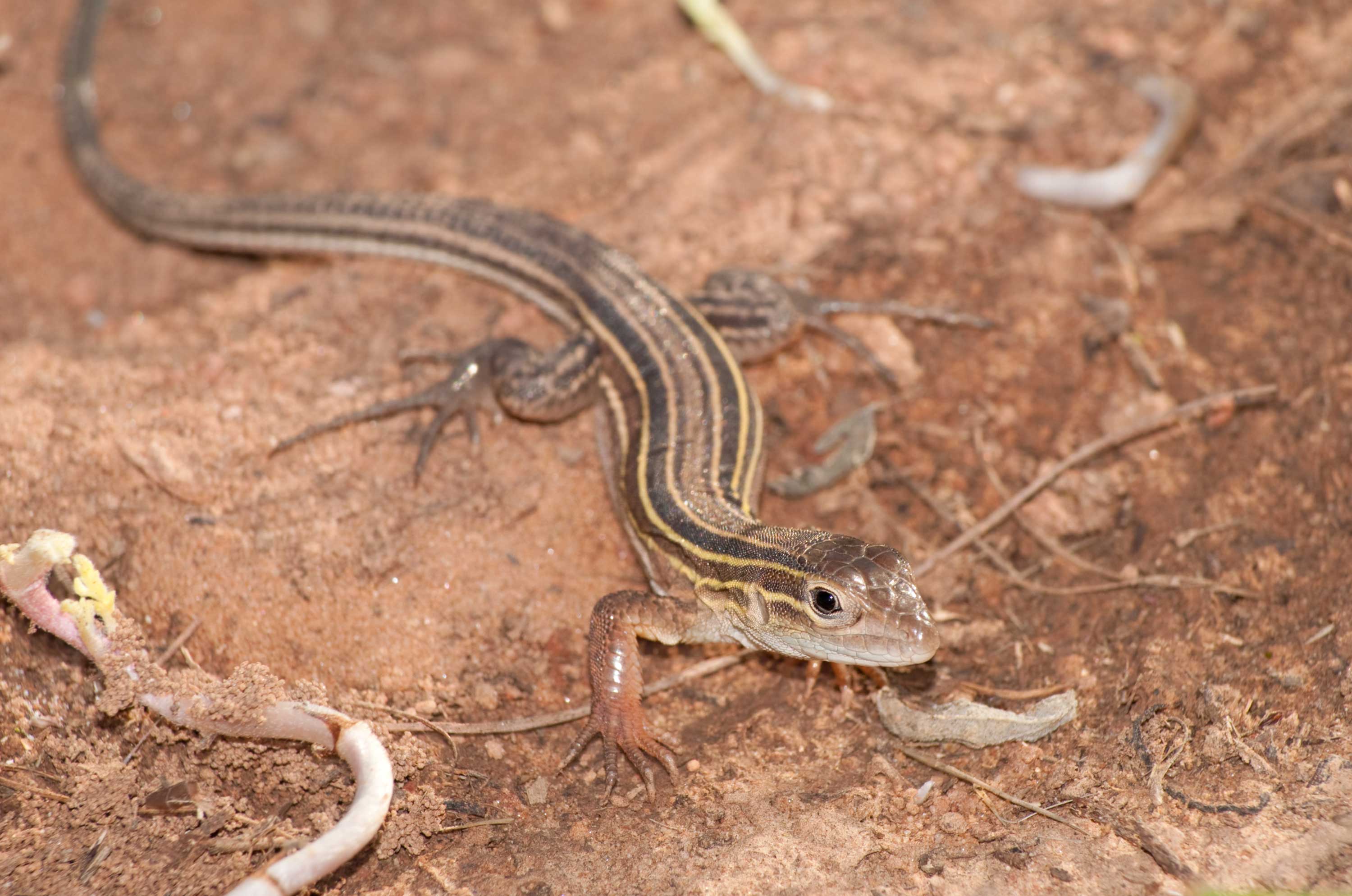 A lizard with black and yellow stripes down its body on sandy soil.