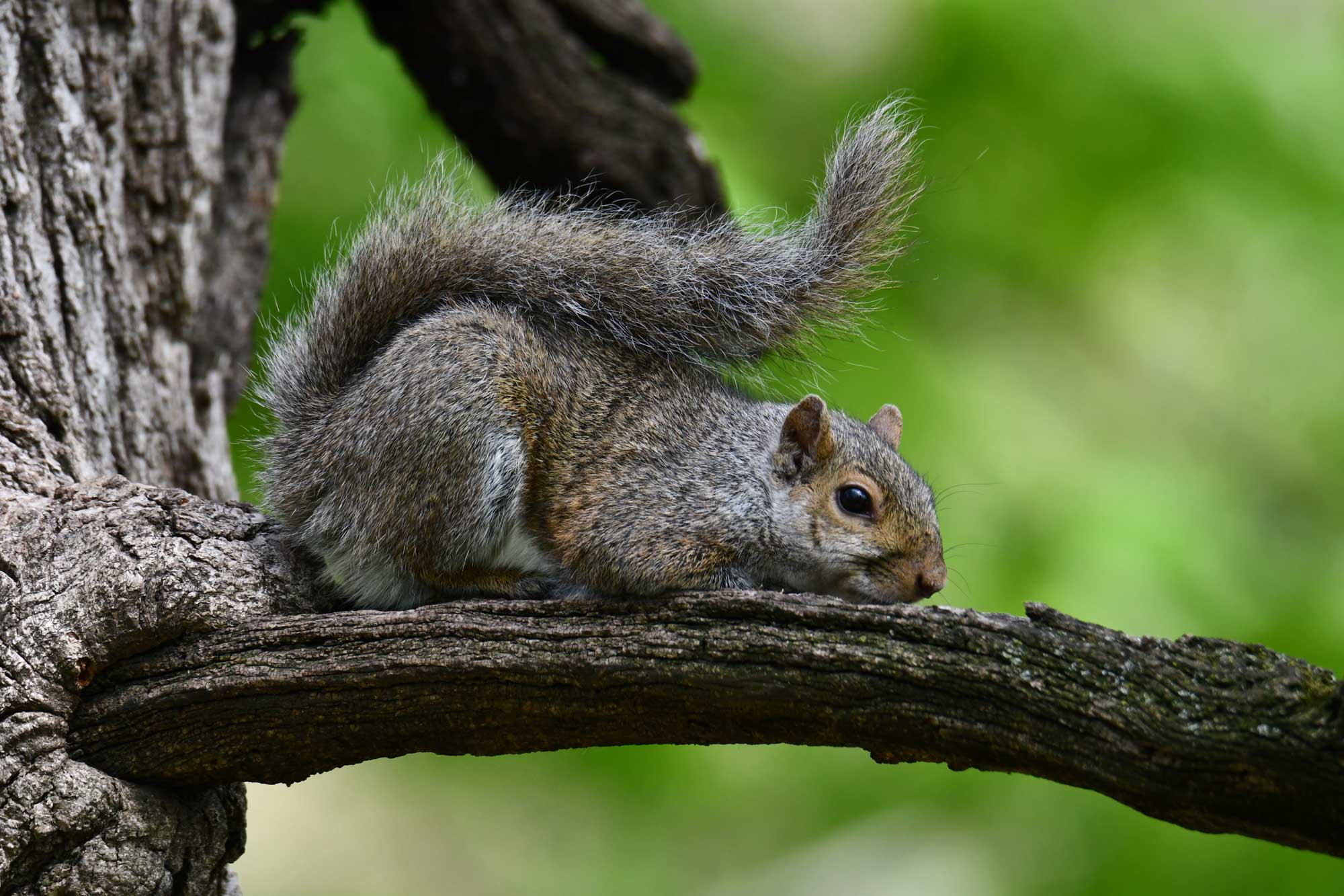 Eastern gray squirrel resting on a branch with leaves in the background.