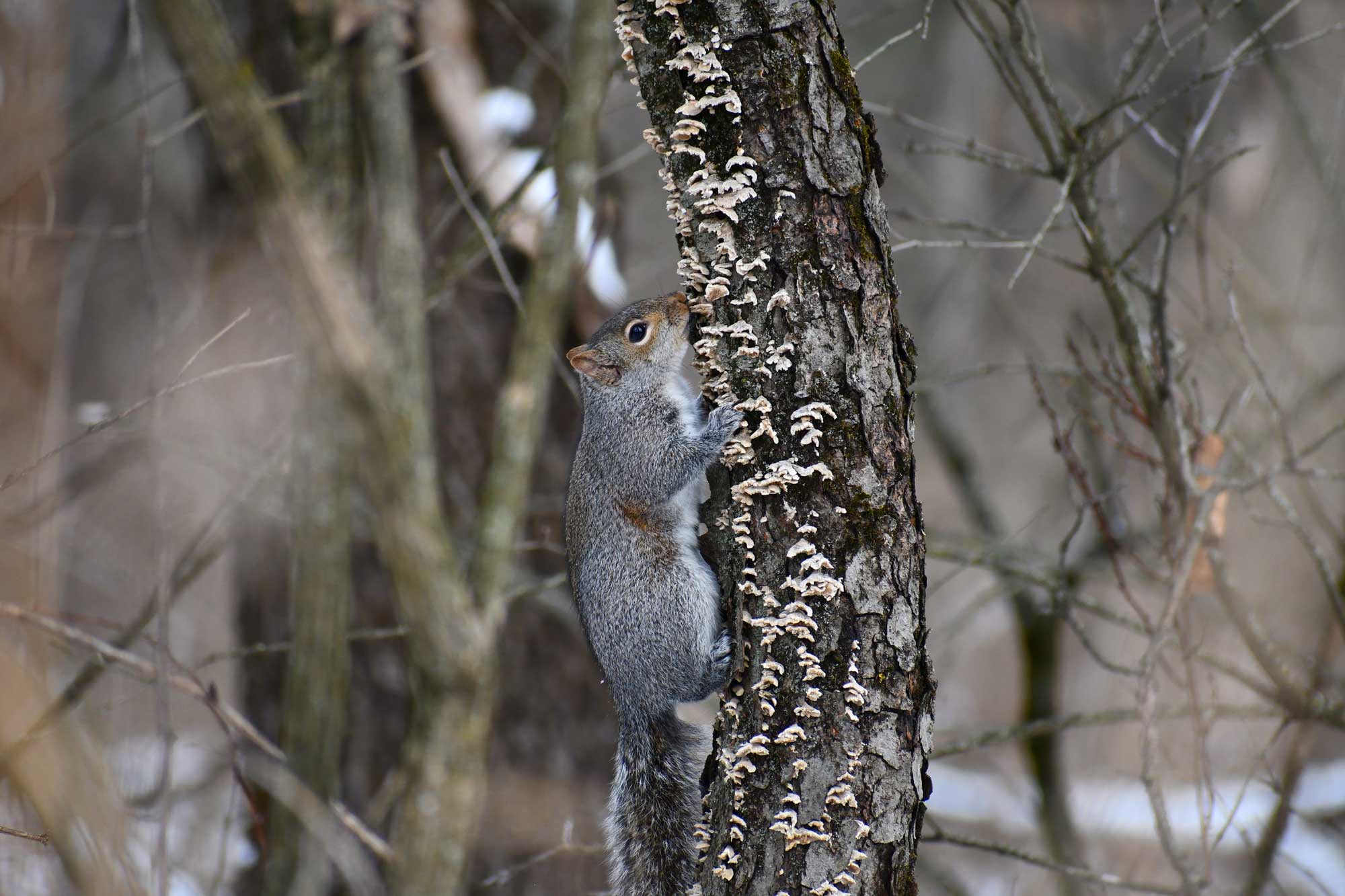 Eastern gray squirrel climbing up the side of a fungus covered tree.