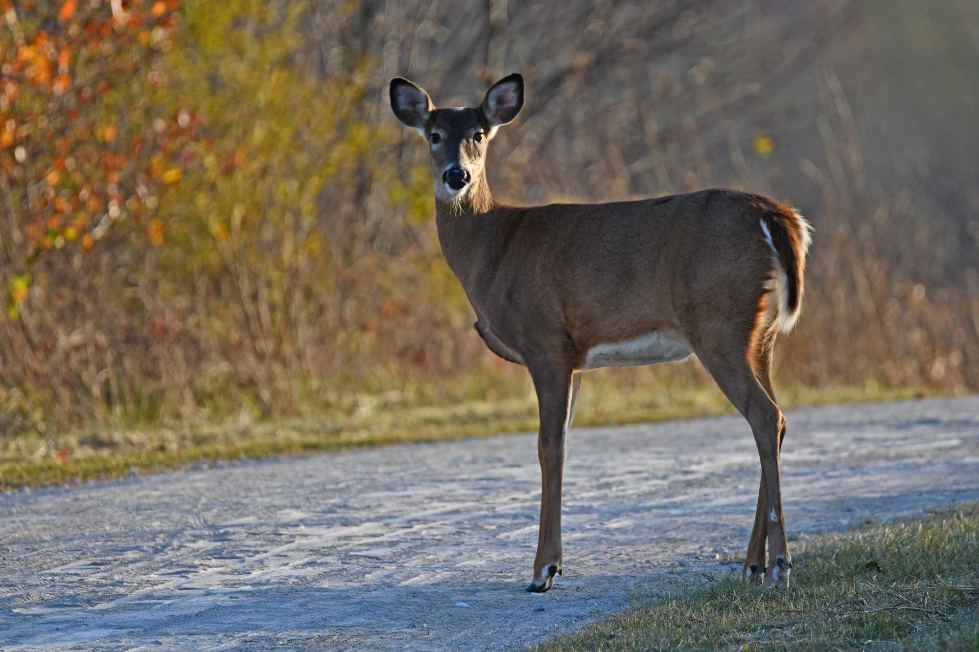 White-tailed deer standing on a limestone trail with vegetation in the background.