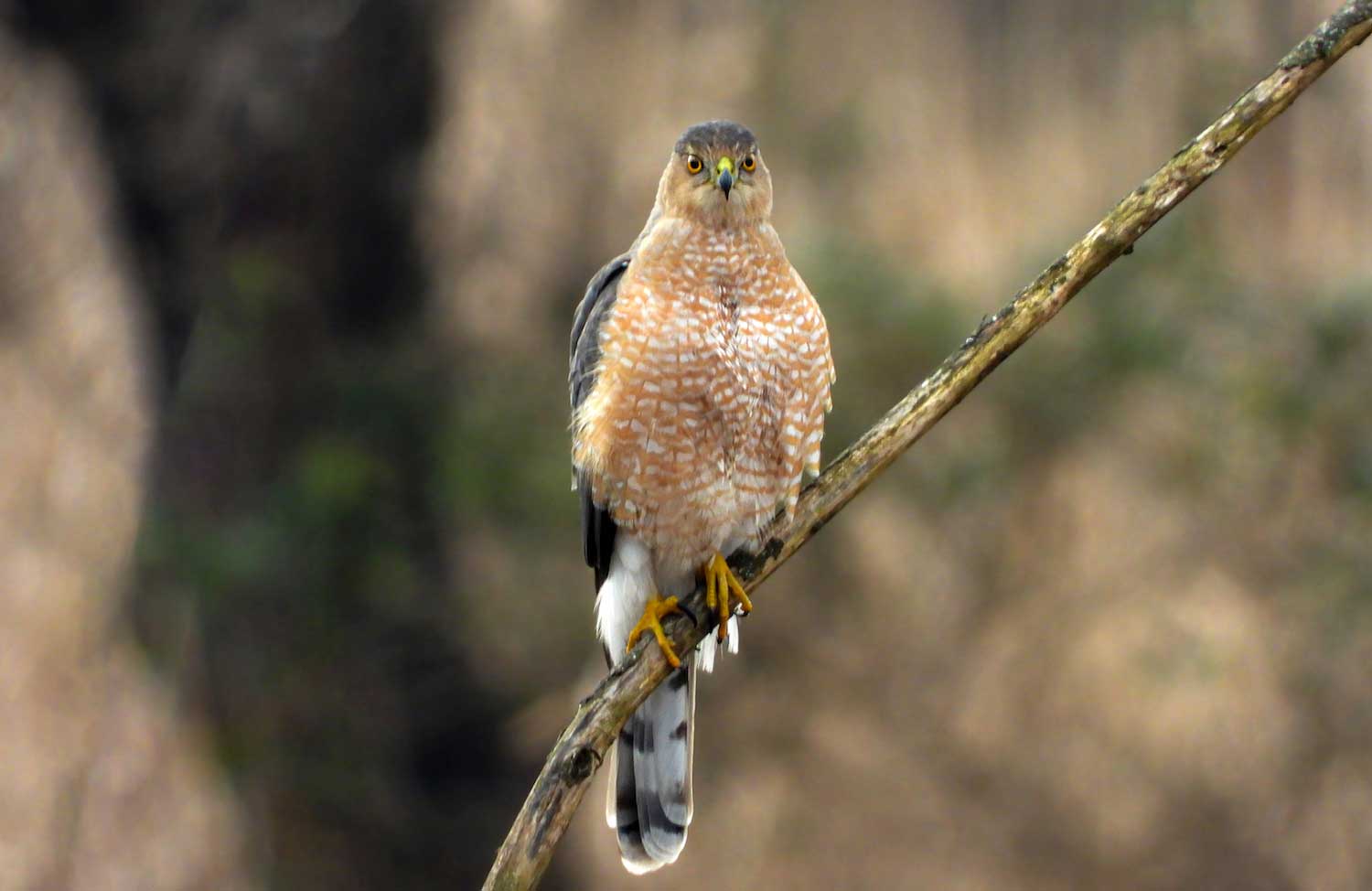 A hawk with a reddish brown and white streak breast at rest on a bare tree branch.