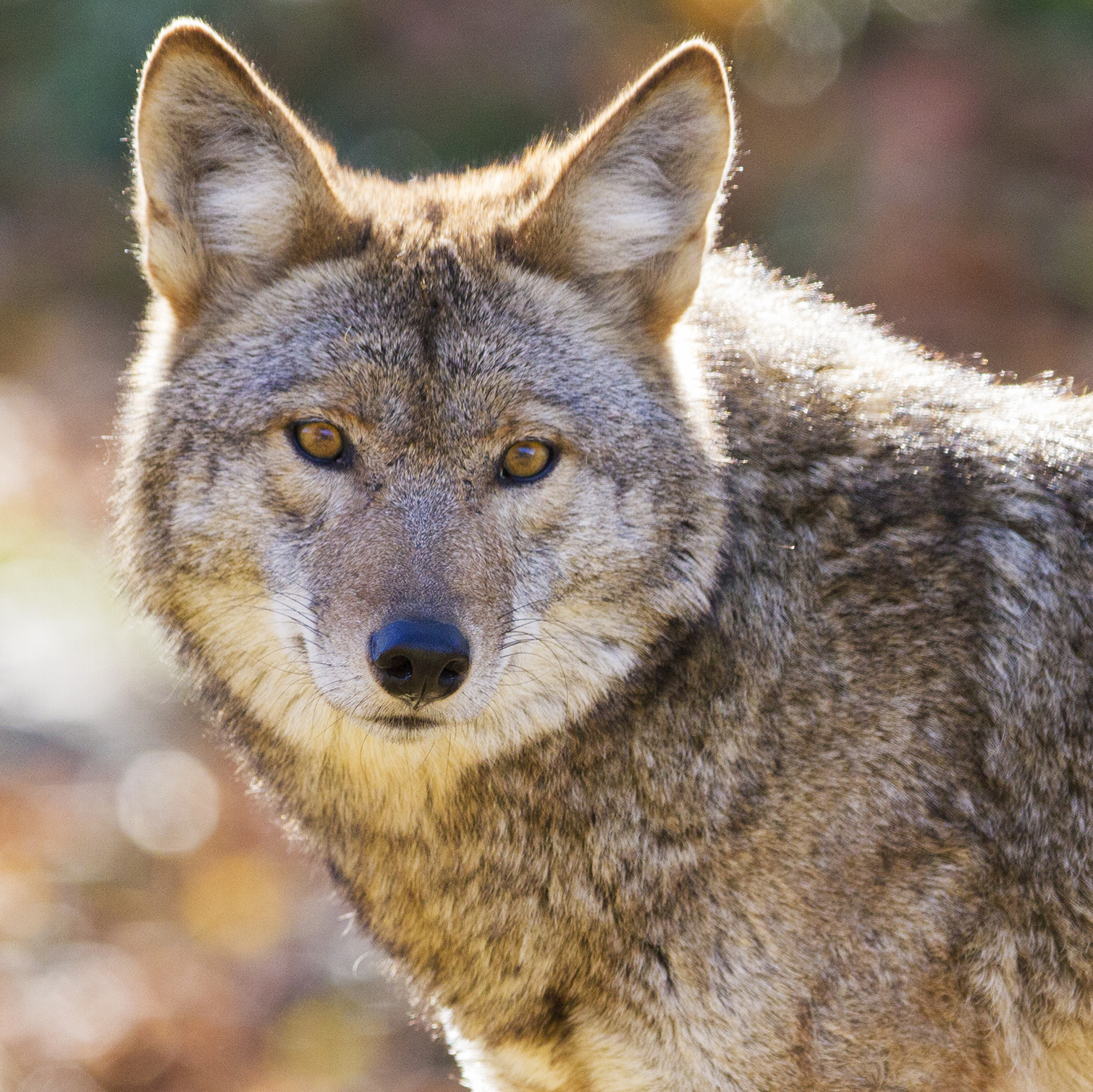 Close-up of a coyote's face.