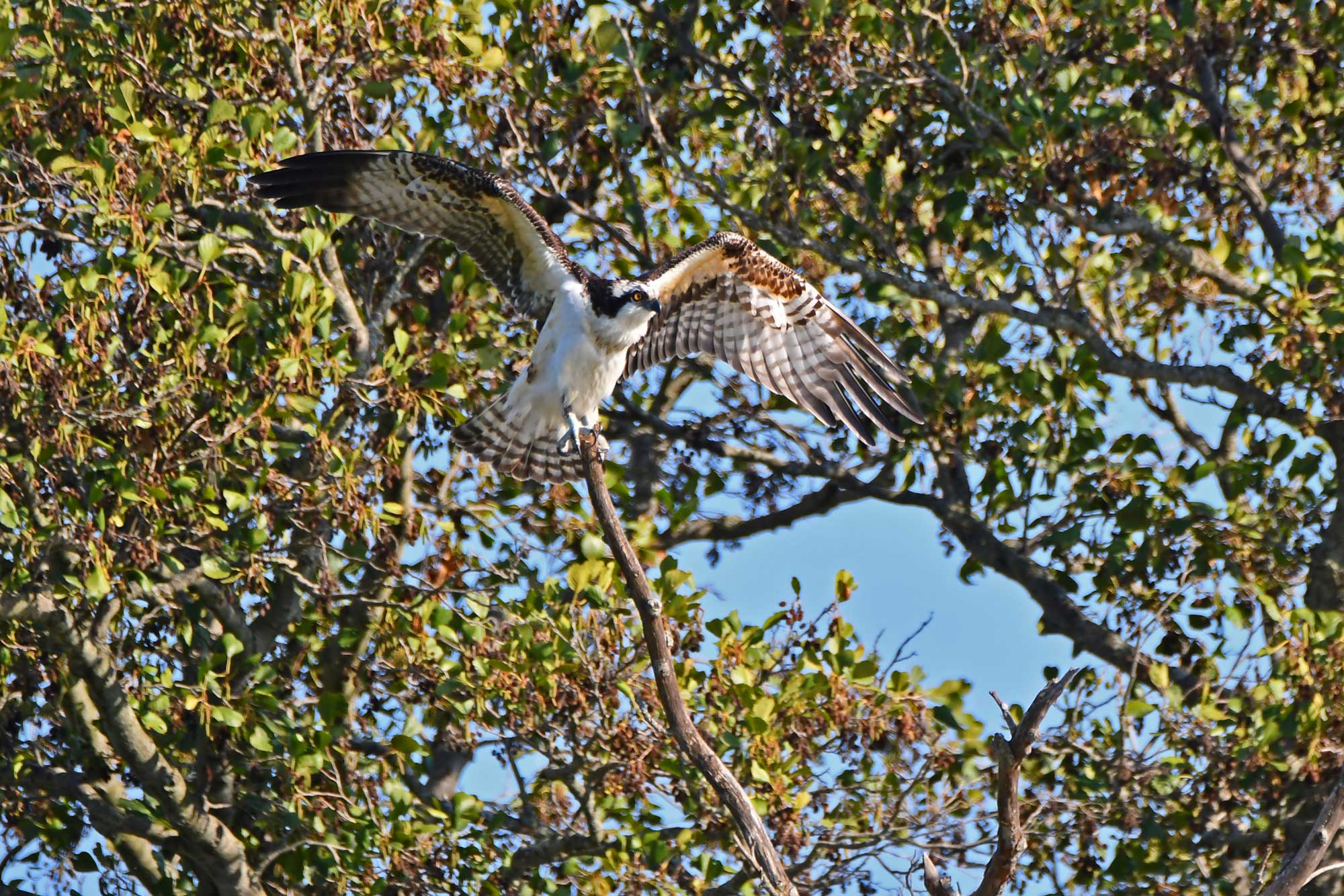 Osprey perched on a branch with wings extended and leaves in the background.