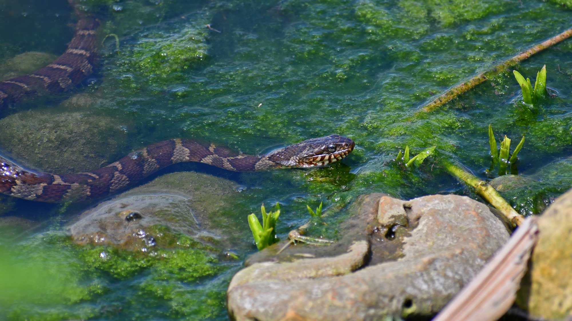 Northern water snake swimming in the water near rocks.