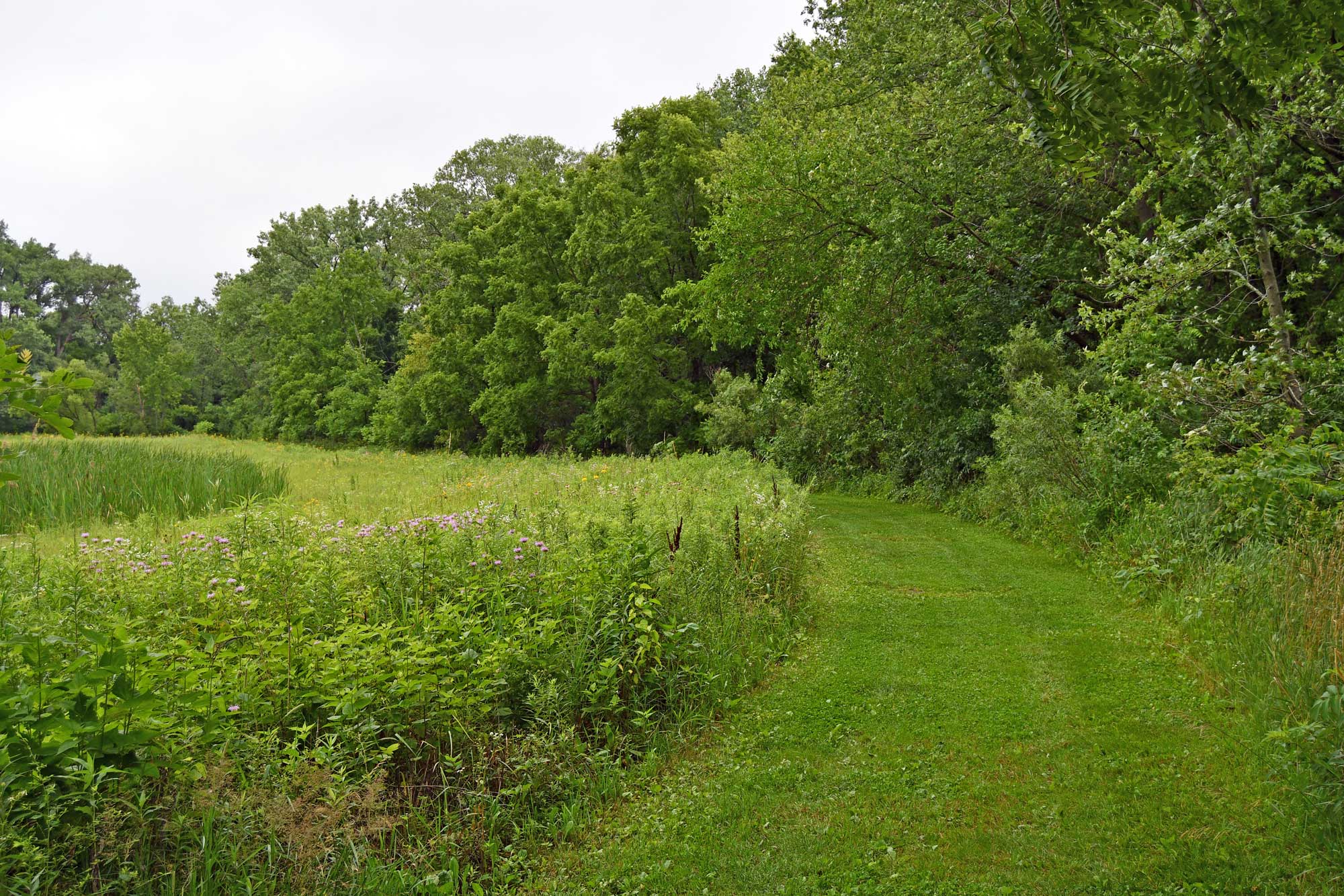 Natural trail lined with vegetation and trees.