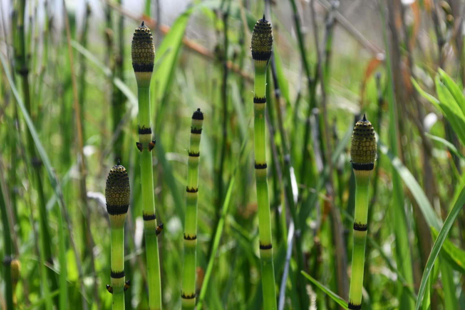 Bamboo in Will County? You've probably discovered horsetail