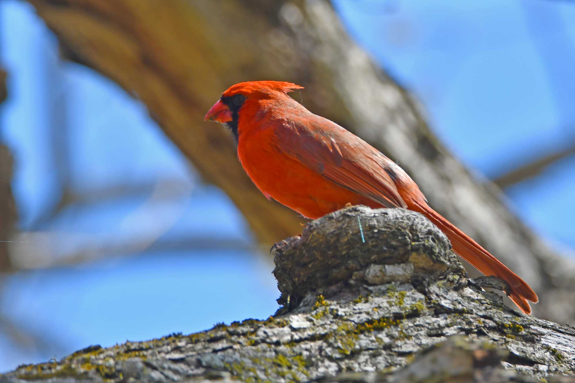 Northern cardinal perched on a branch with a tree in the background.