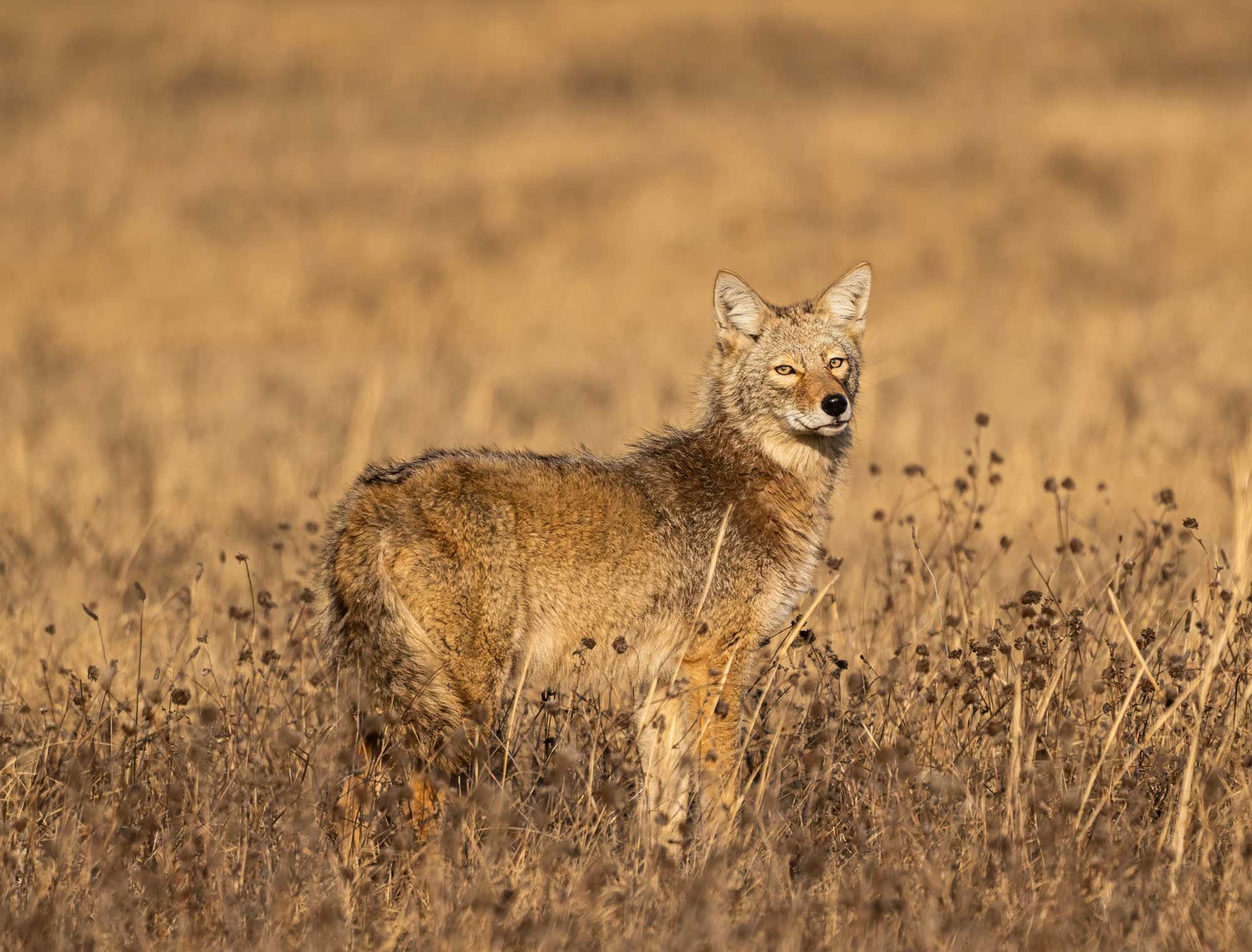 Coyote standing in grasses and vegetation.