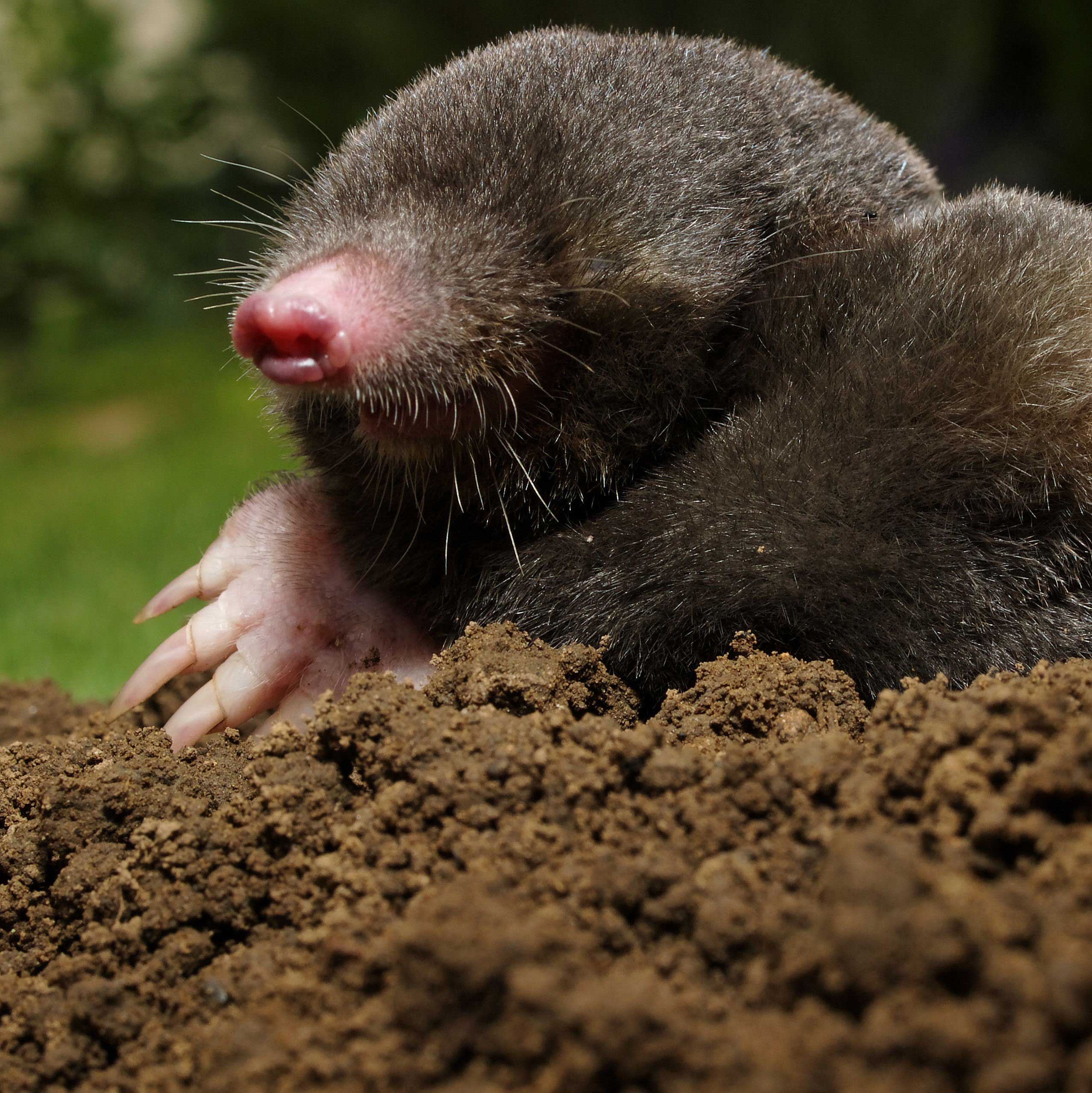 A mole poking its head out of a tunnel.