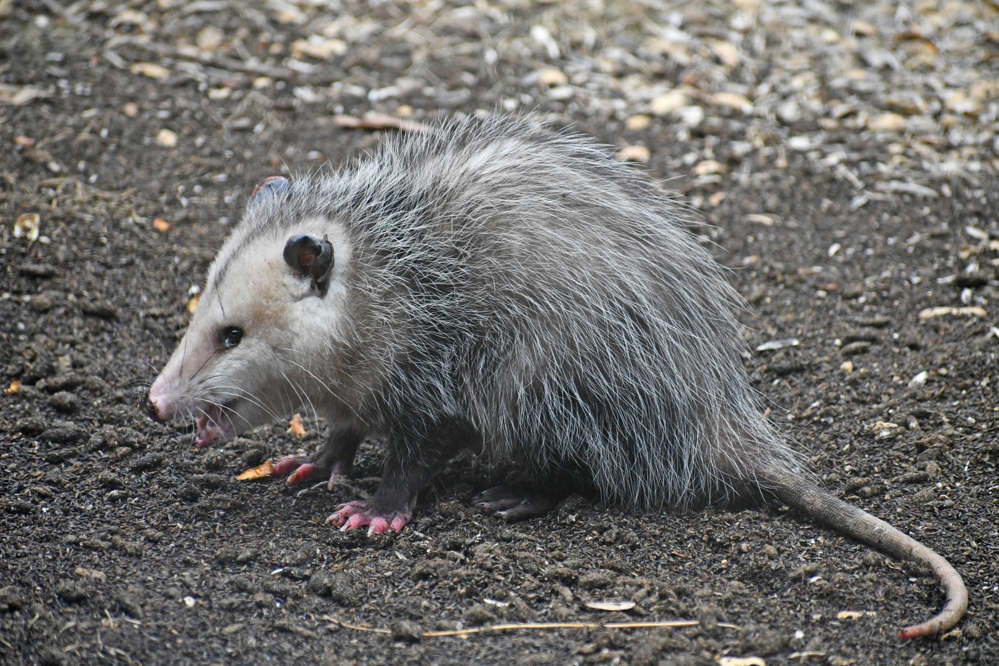 Opossum standing on the ground.