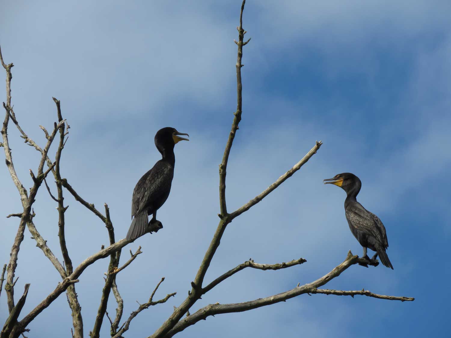 Two stark black double-crested cormorants perched in the branches of a bare tree. The sky in the background is blue with wispy white clouds.