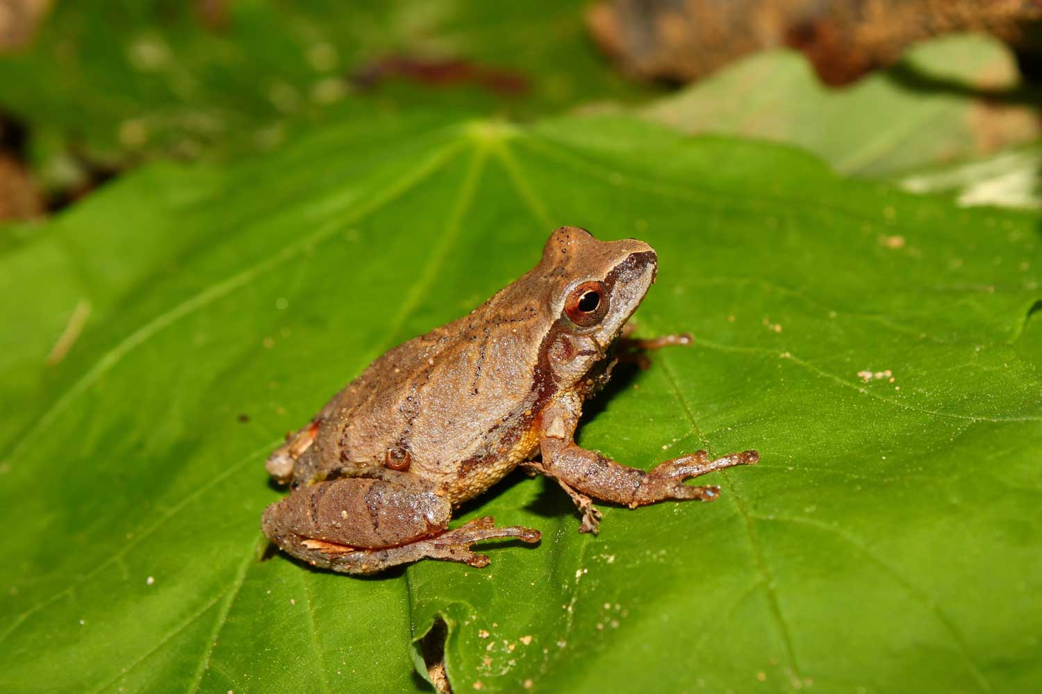 SpringPeeper.jpg
