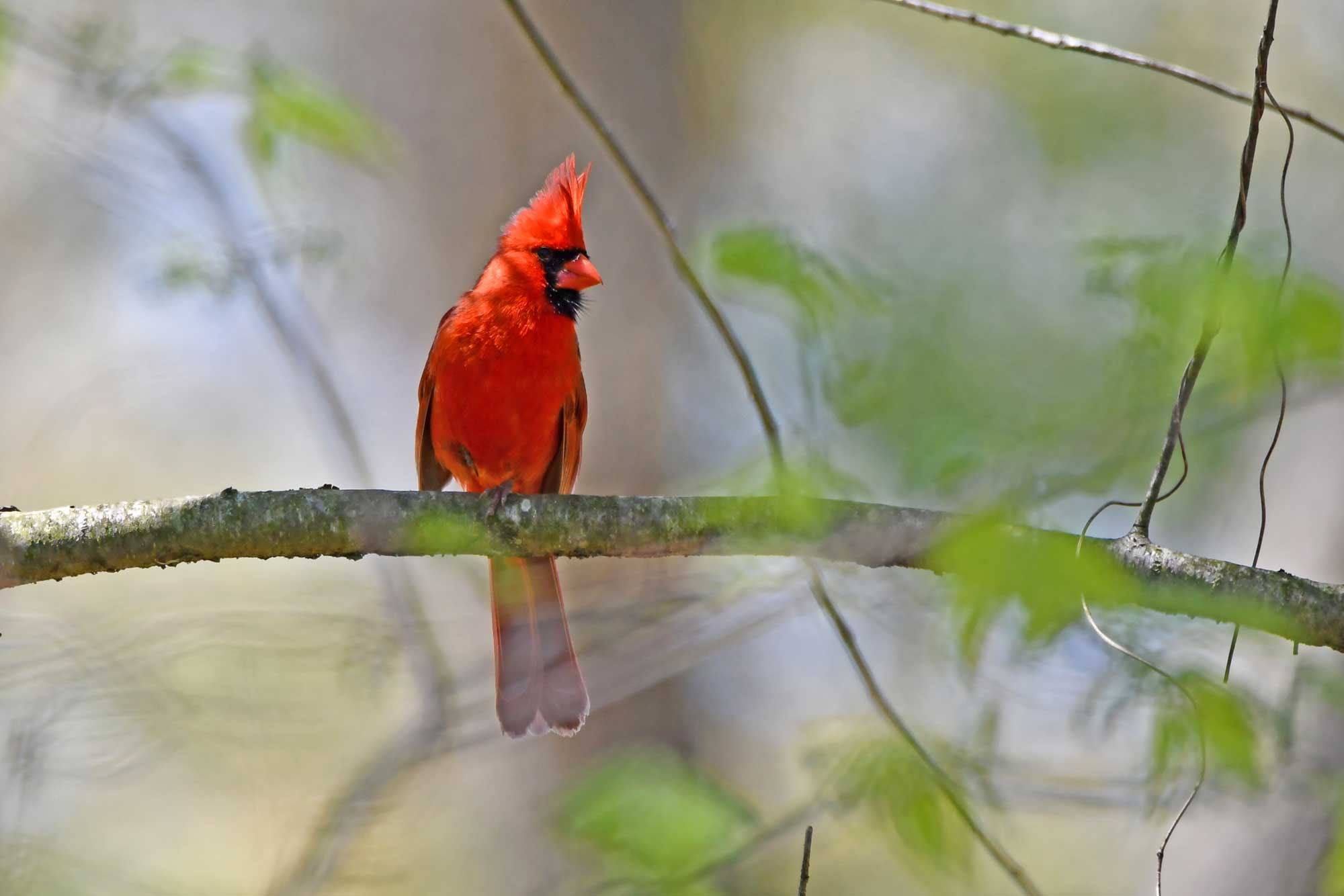 Northern cardinal perched on a branch with leaves in the foreground.