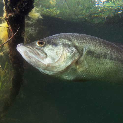 Freshwater fish in peril