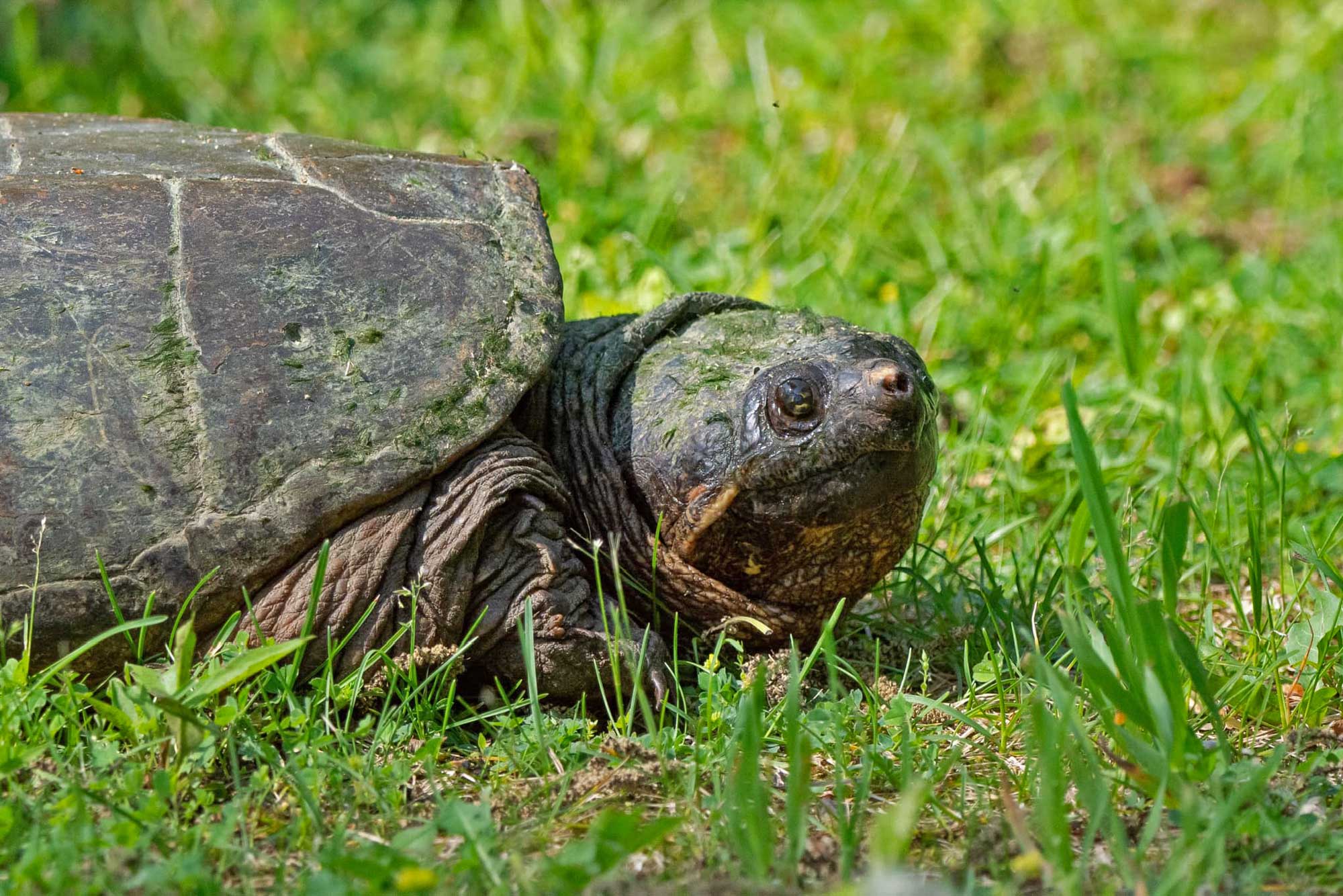 Snapping turtle sitting in grass.