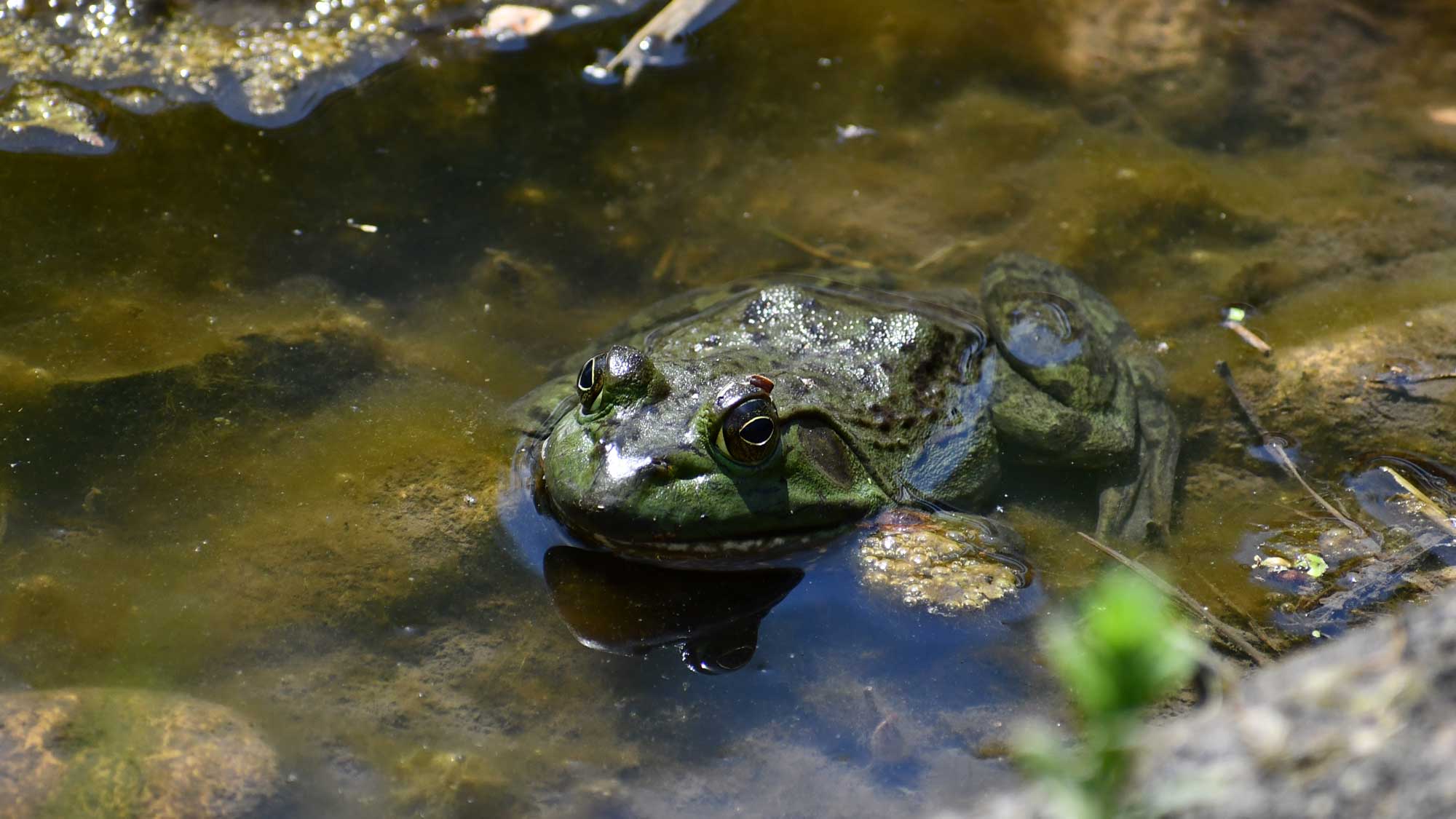 American bullfrog sitting in the water.