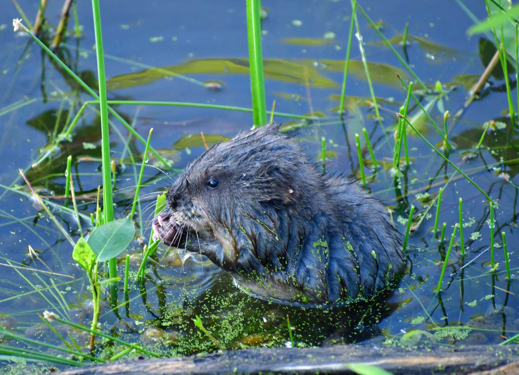 Muskrat sitting in the water chewing on vegetation.