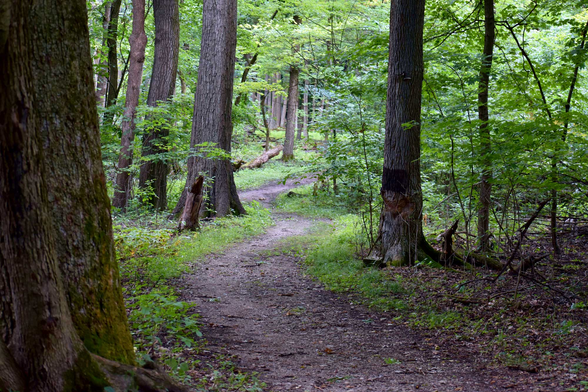 Scenery-2-O_Hara-Woods-Anthony-Schalk.jpg