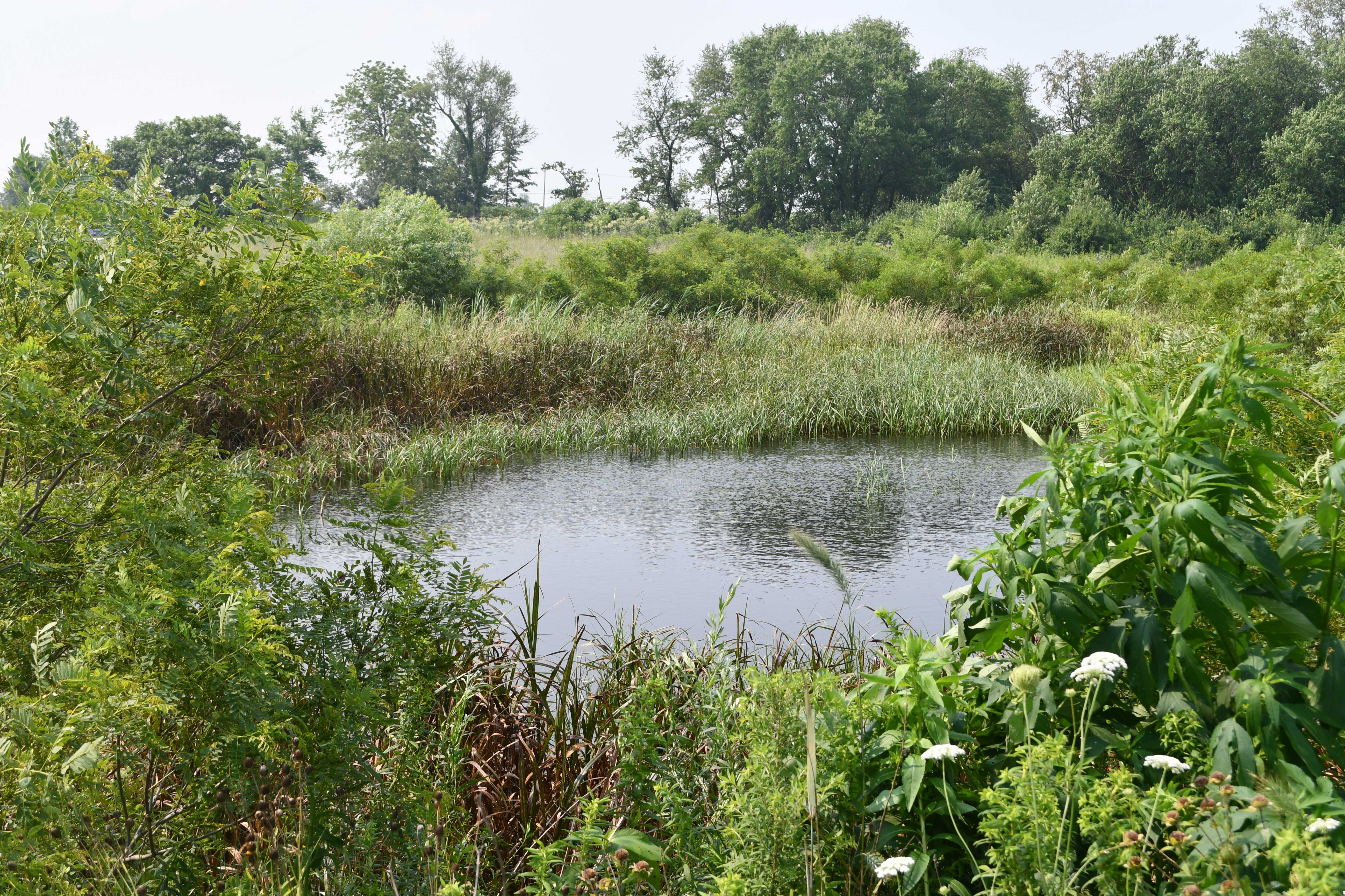 A small wetland pond surrounded by dense green vegetation, tall grasses, and wildflowers, with a backdrop of trees under a hazy summer sky.