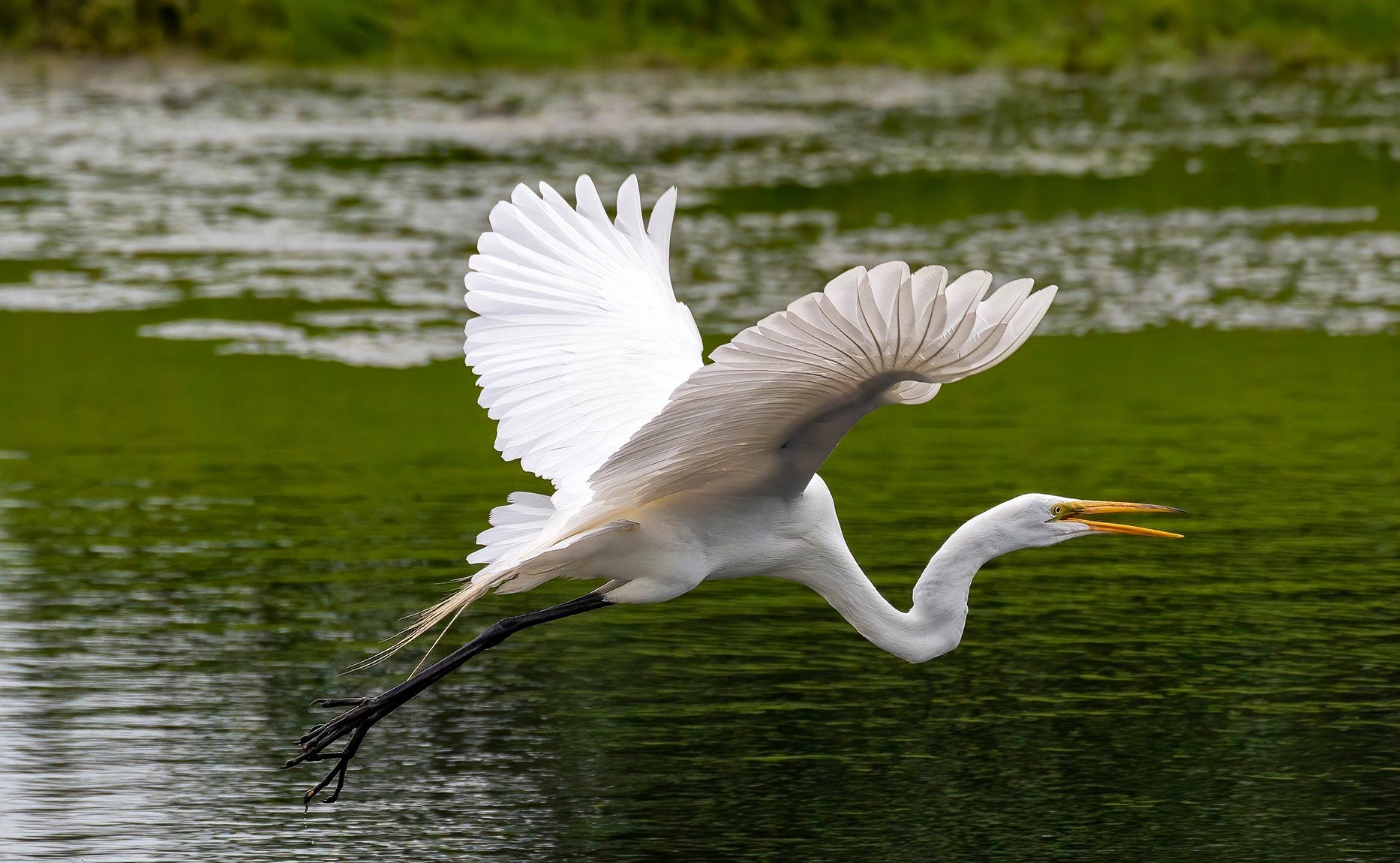 A great egret in flight.