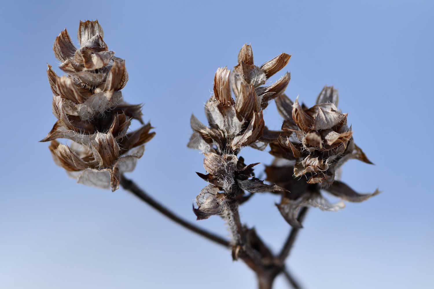 A dried out seed head of a wildflower against a blue sky background.