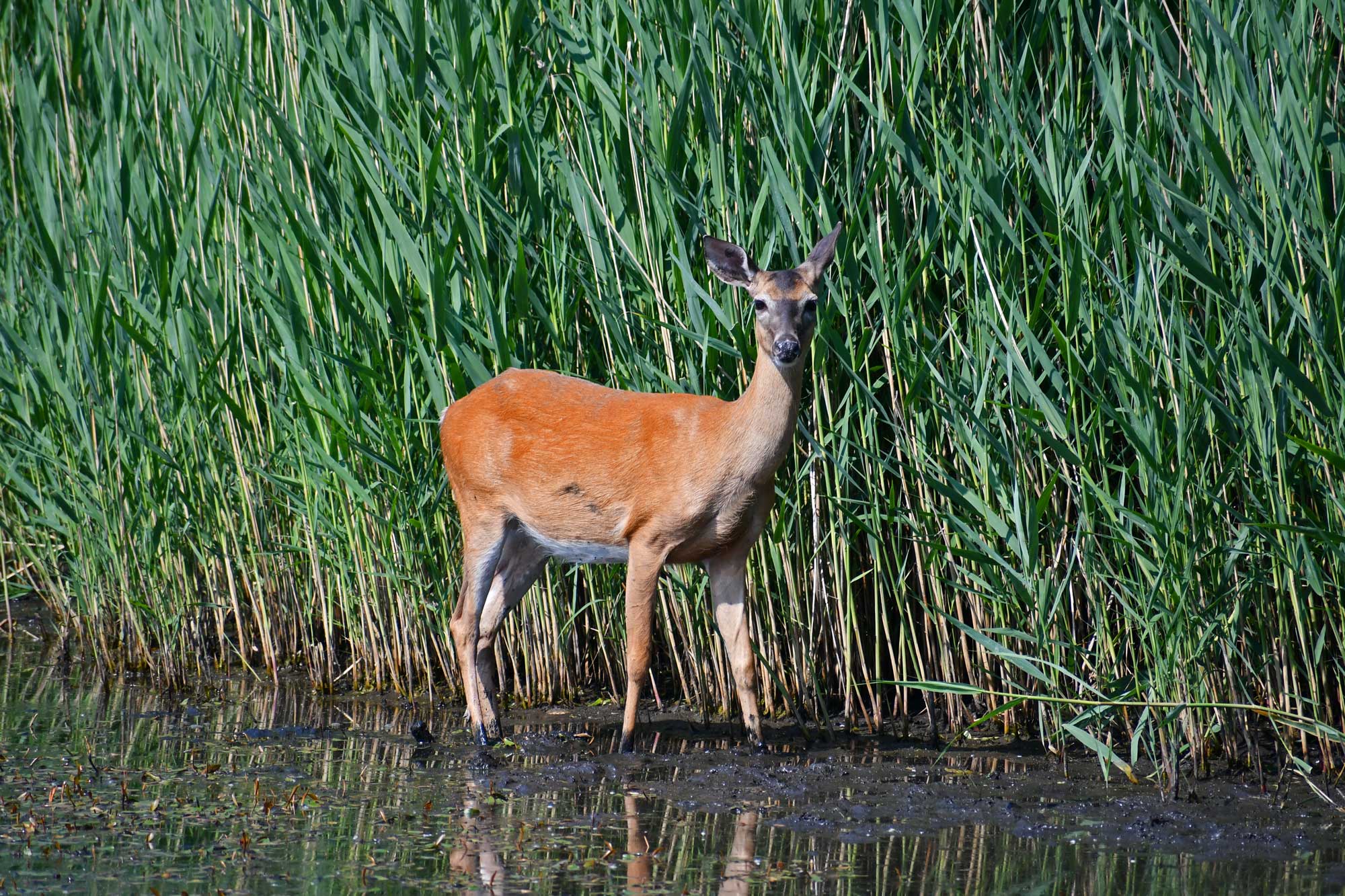 White-tailed deer standing in water with vegetation in the background.