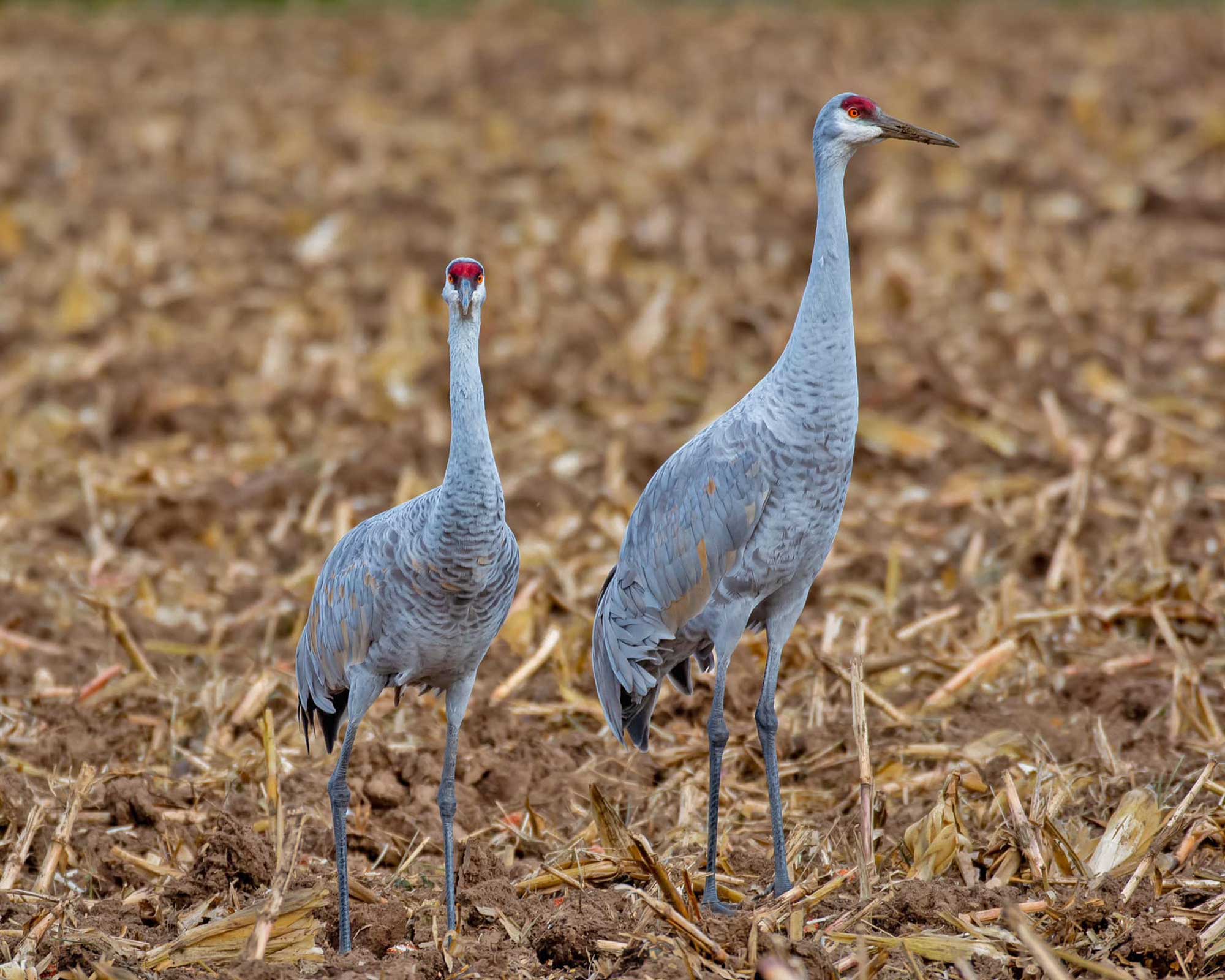Two sandhill cranes standing in a field of vegetation.