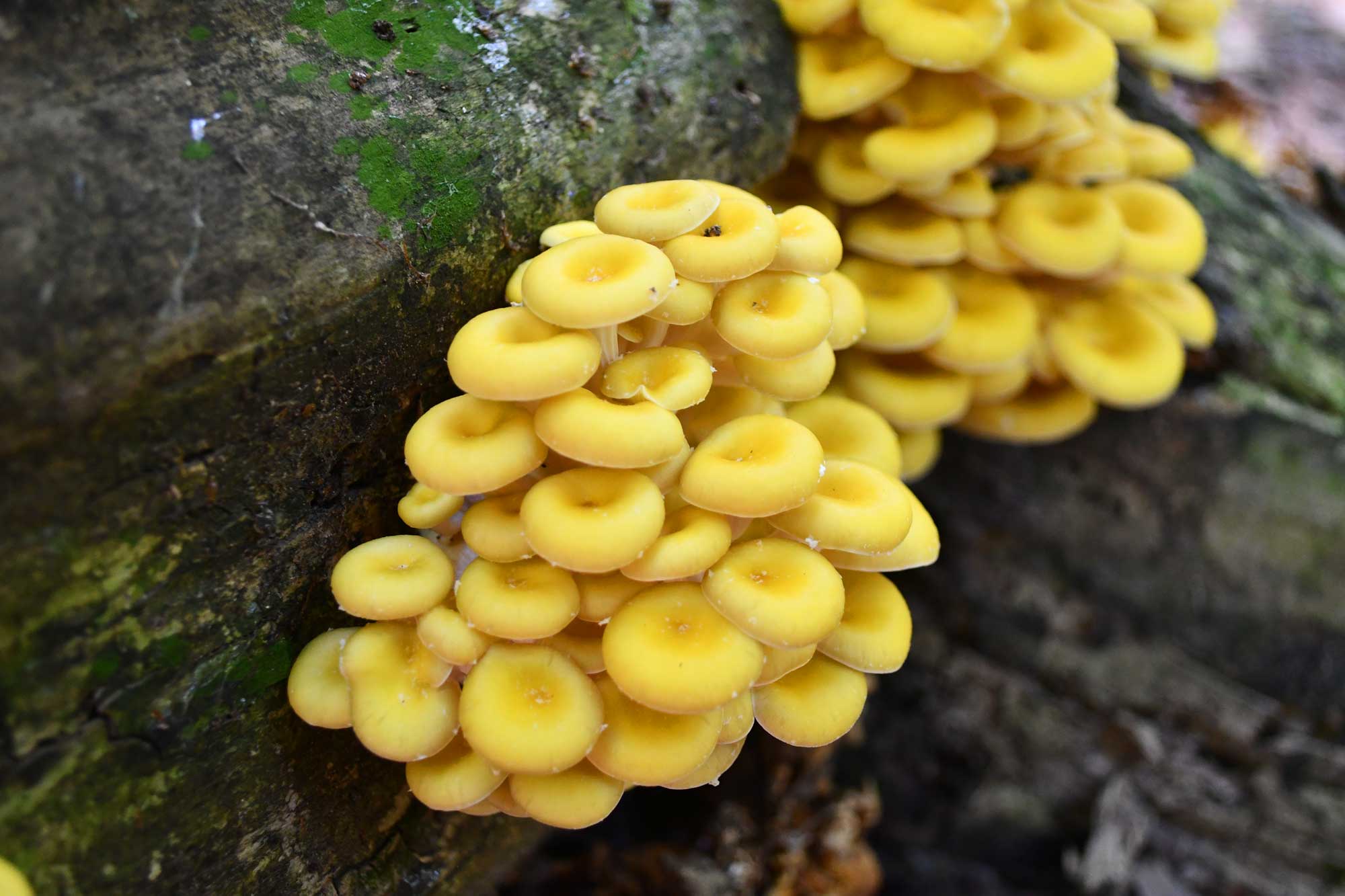 Golden oyster mushroom growing on a fallen tree.