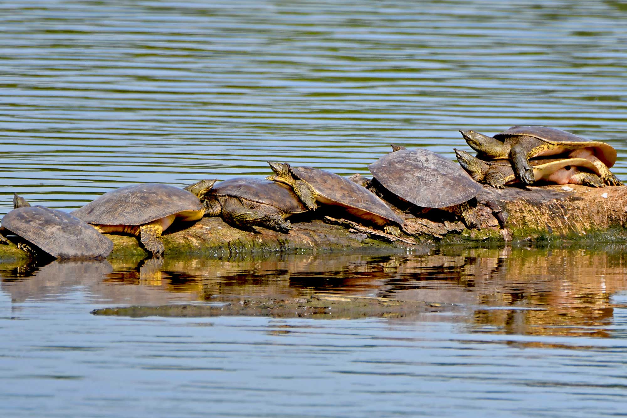 Multiple softshell turtles resting on a fallen tree in the water.
