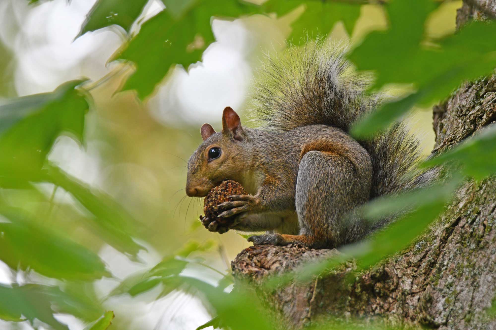 Squirrel sitting on a branch eating food.