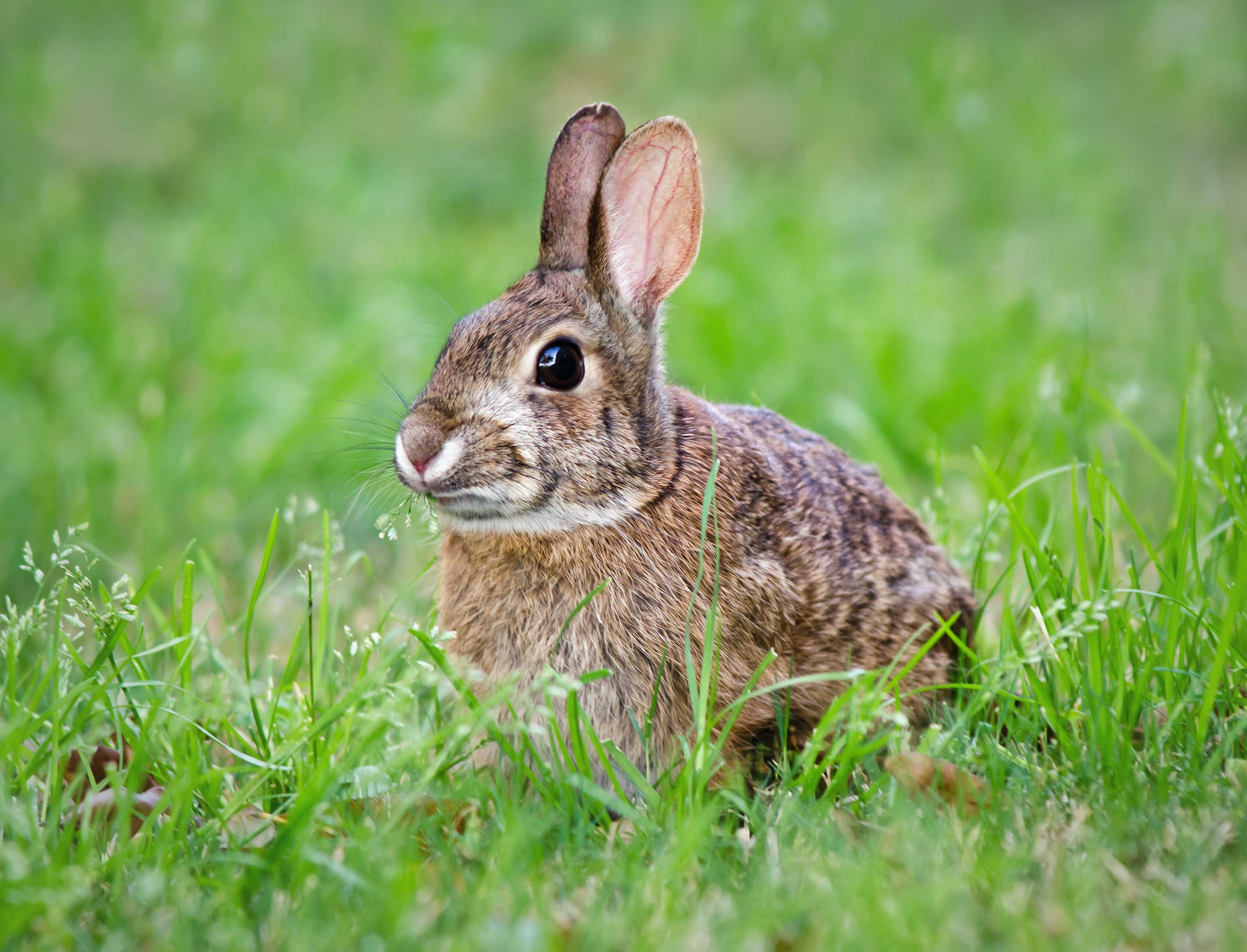 A rabbit sitting in the grass.