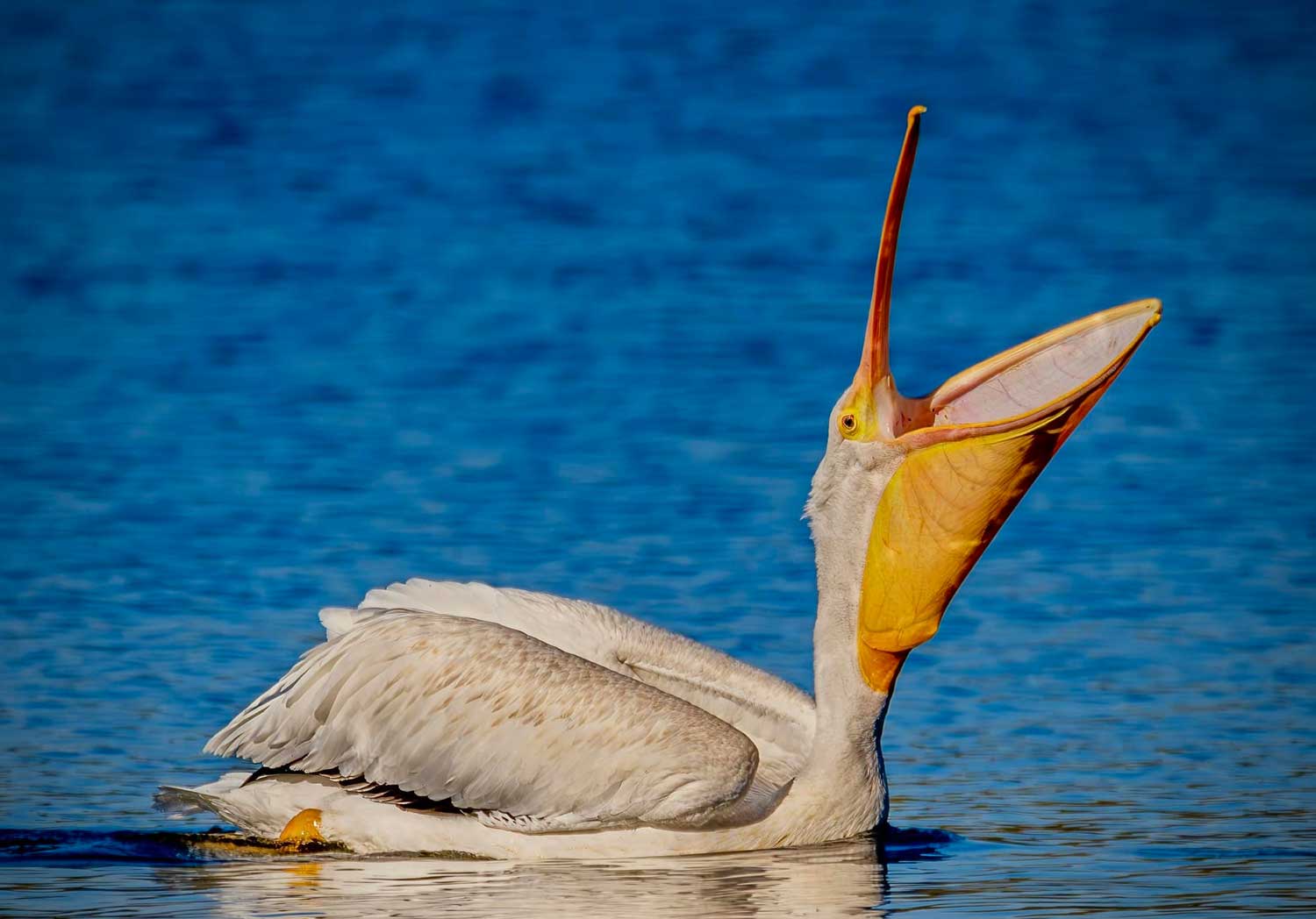 An American white pelican in the water with its head upturned and its mouth open.