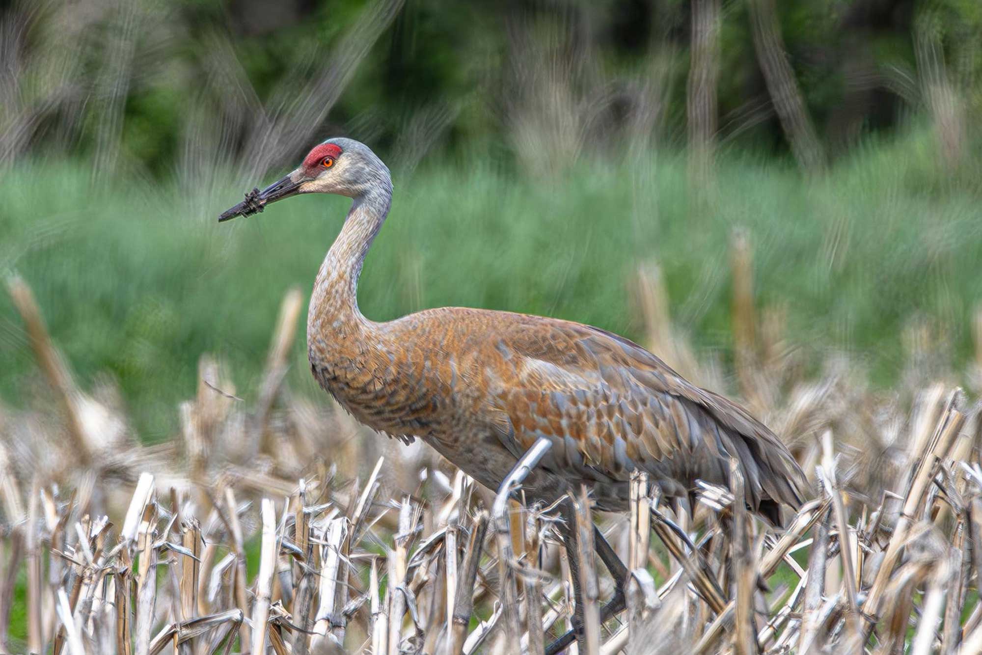 Sandhill crane standing in vegetation with more vegetation in the background.