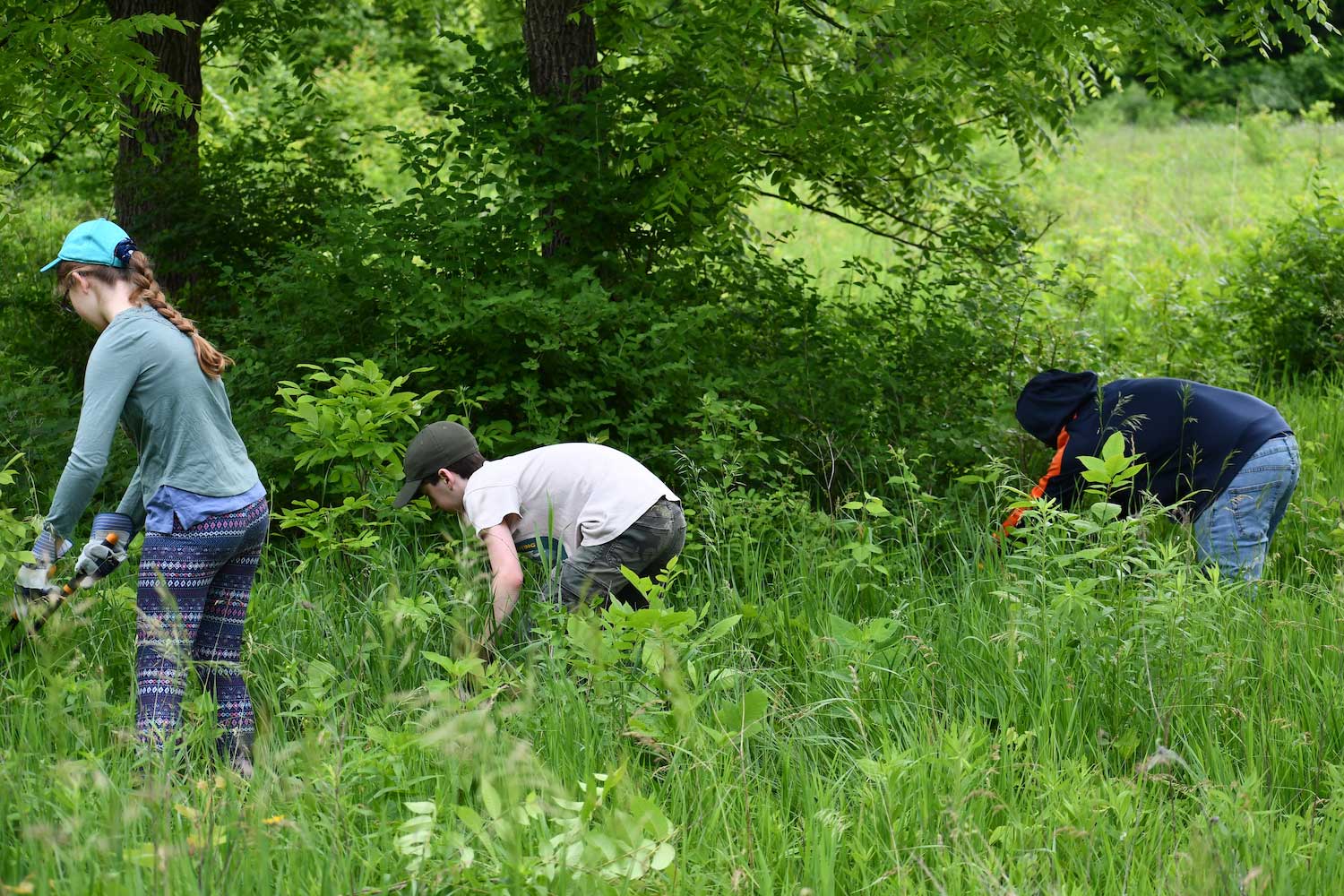 A group of three people bent over working to cut vegetation in a field. 