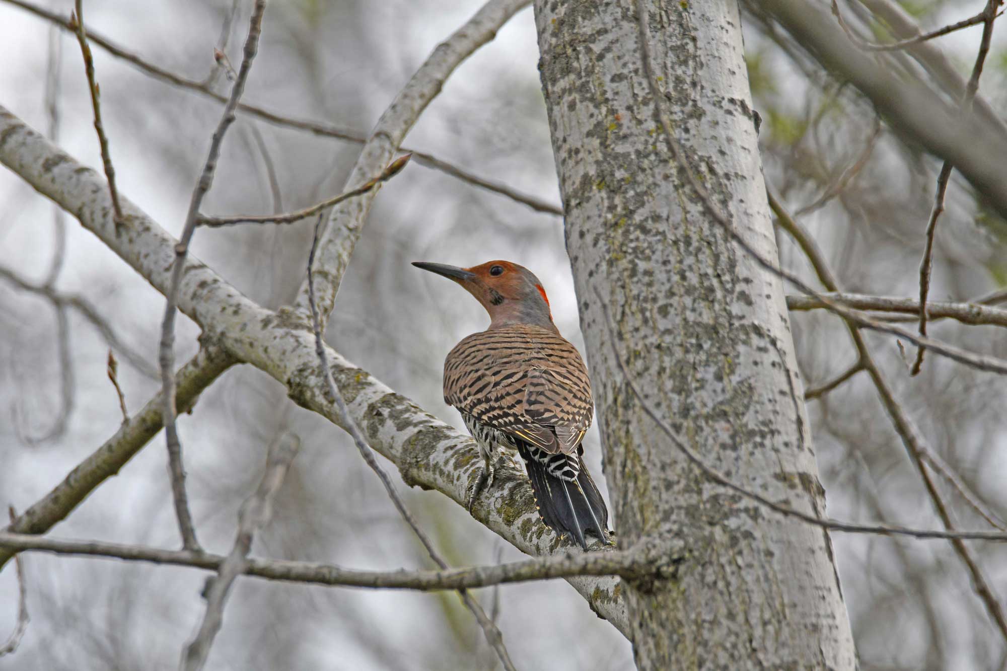 Northern flicker perched on a branch with other trees in the background.