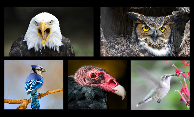 WhichBirdAreYou.jpg