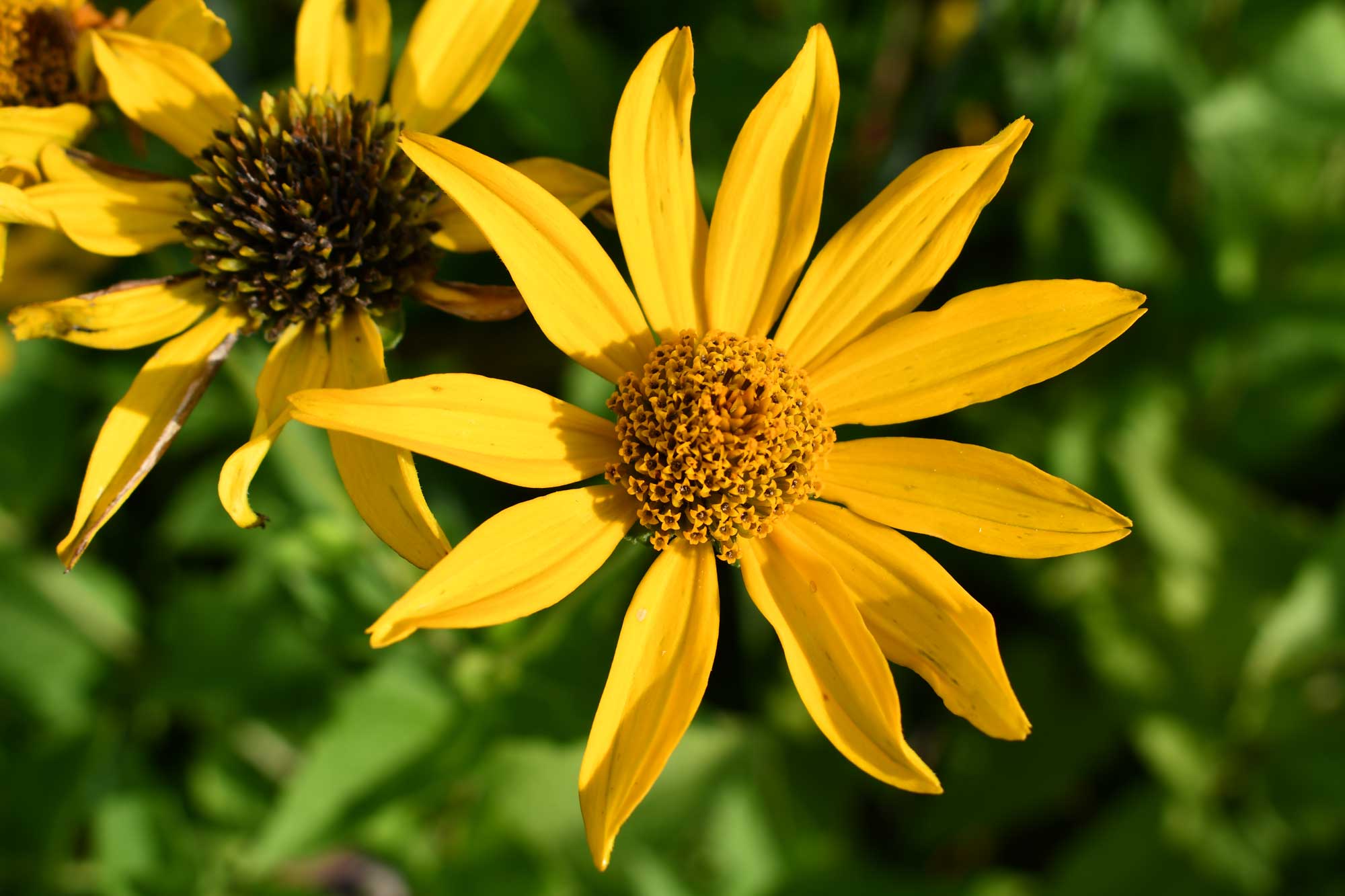 False sunflower growing with yellow flower petals with grass in the background.