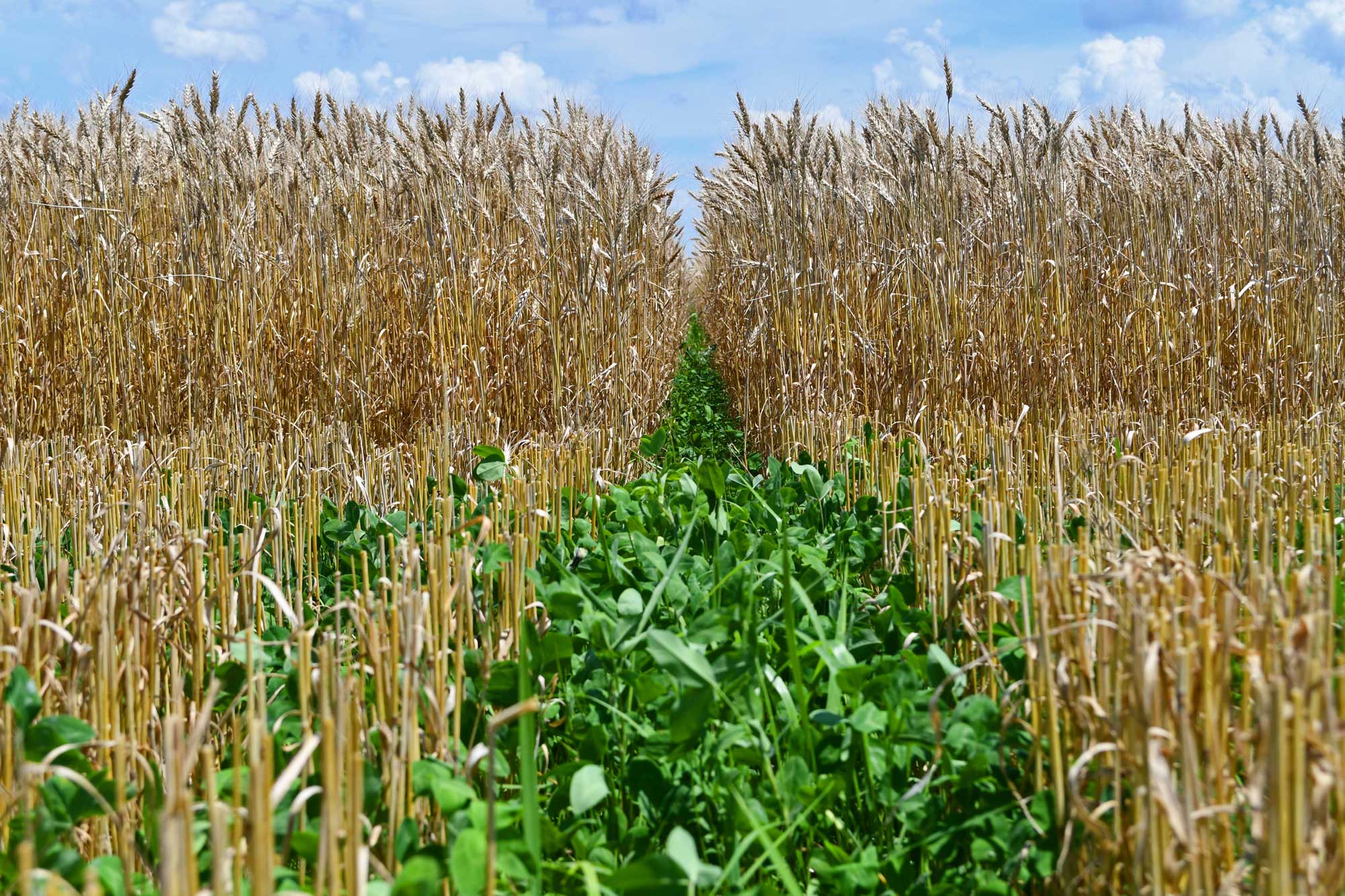 Wheat growing in a farm field with red clover growing underneath.