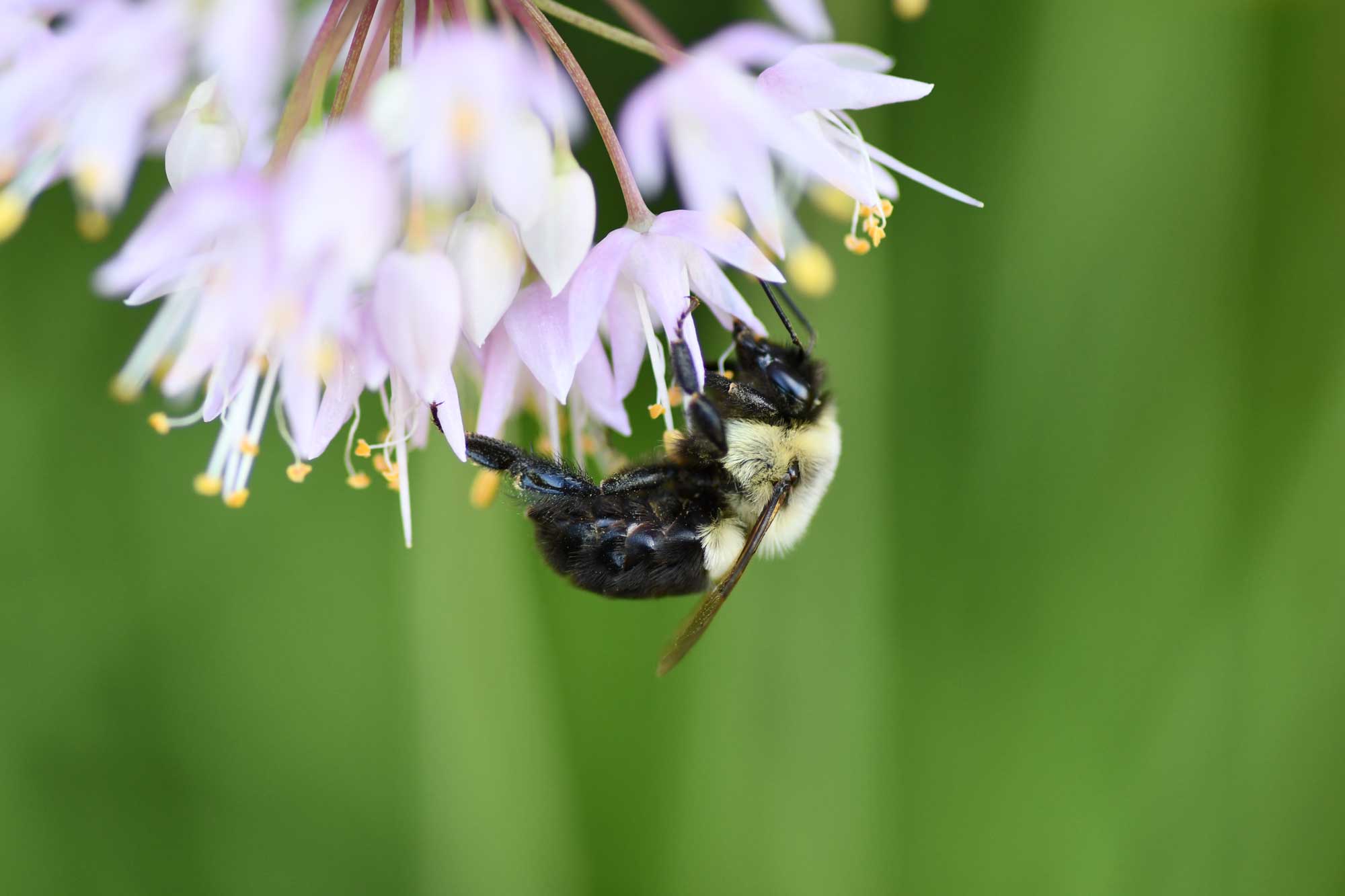 Bumblebee on a flower bloom.