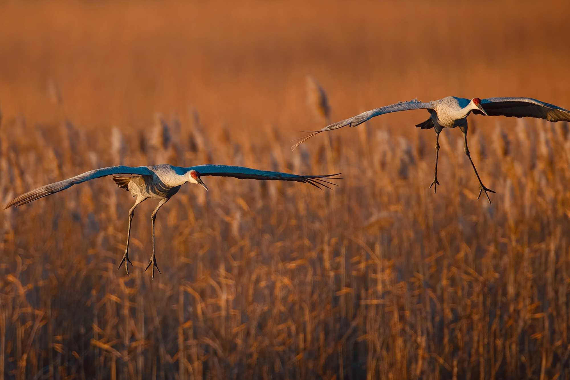 Two sandhill cranes flying with wings extended and vegetation in the background.