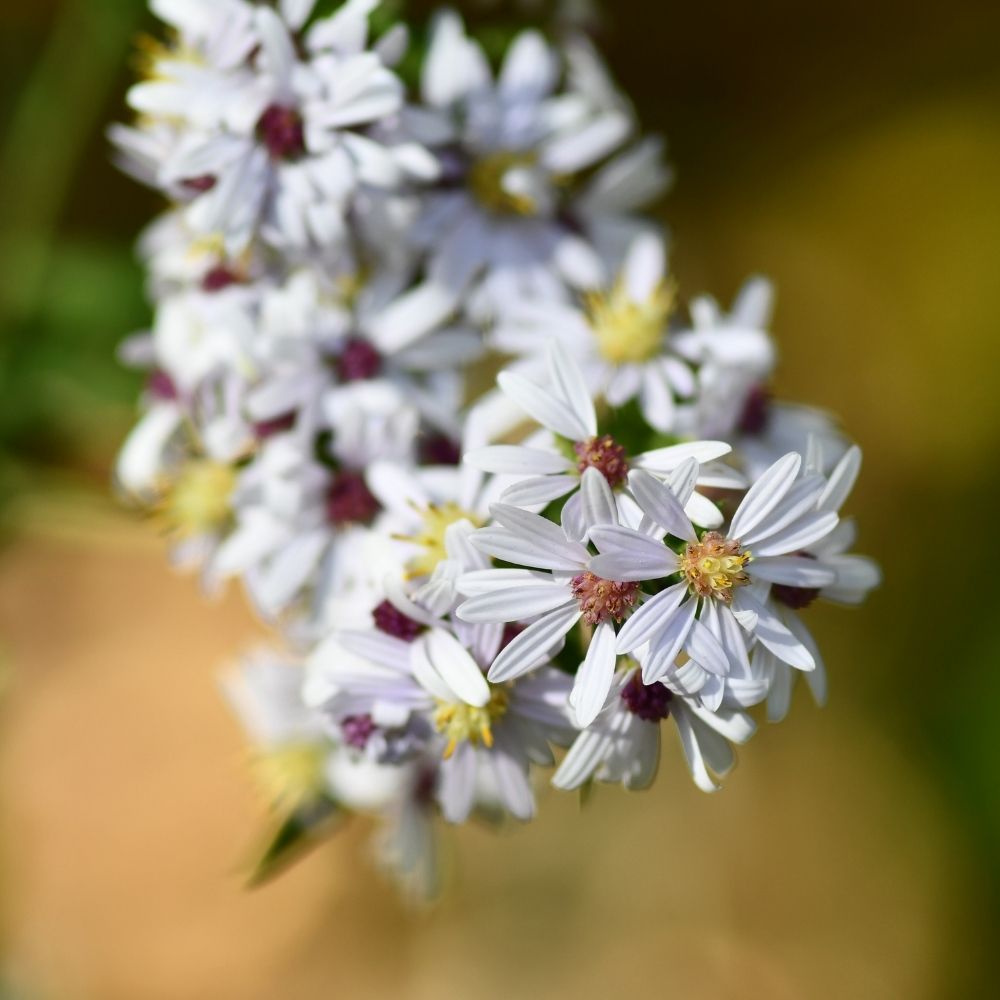 A close-up view of delicate white wildflowers with yellow and pink centers blooming on a stem.