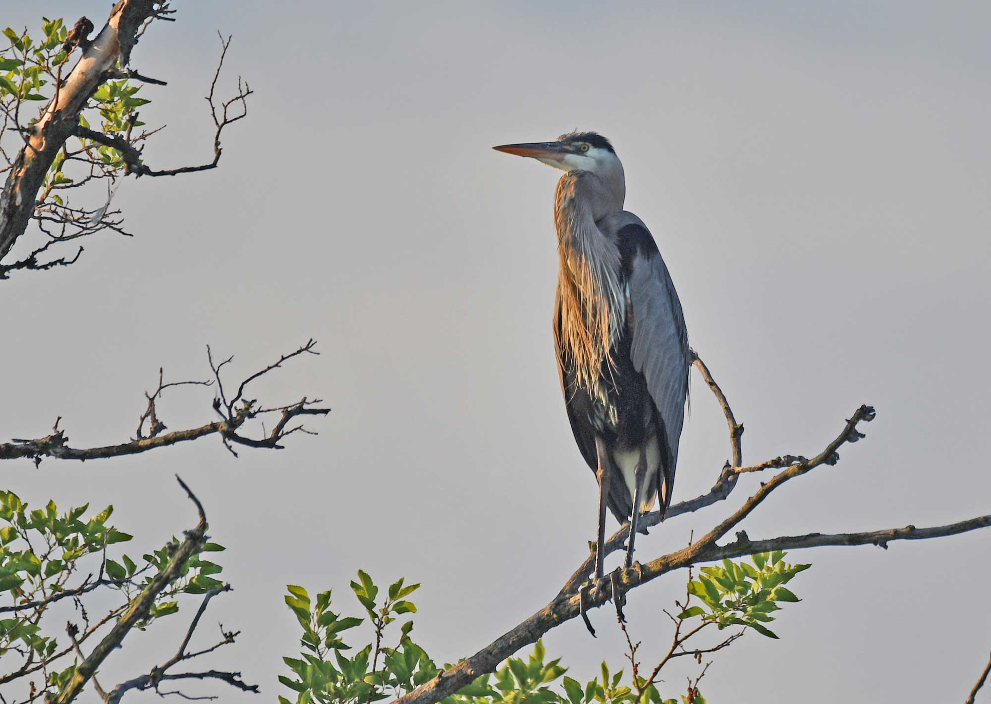 Great blue heron perched on a branch with an overcast sky in the background.
