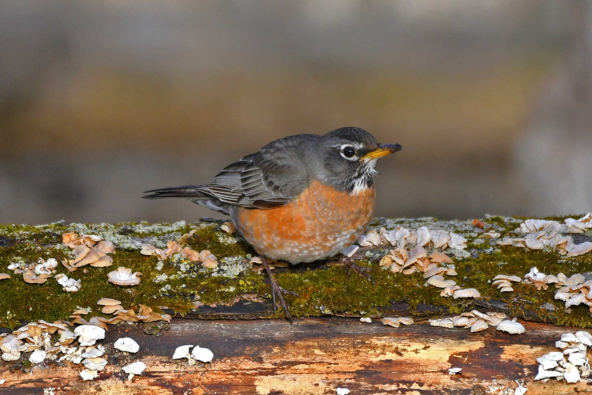 American robin standing on a fallen tree covered in moss and fungus.