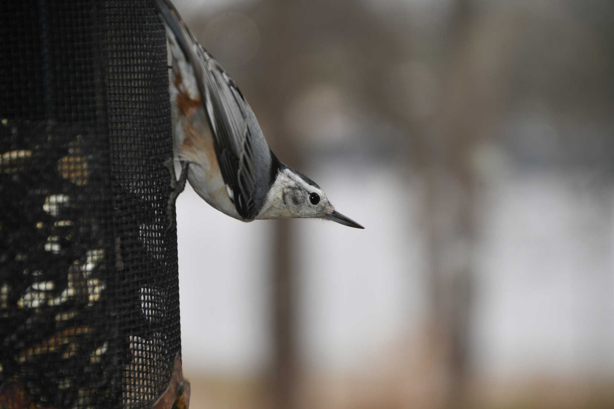 A nuthatch facing downward while perched on a cylindrical bird feeder. 